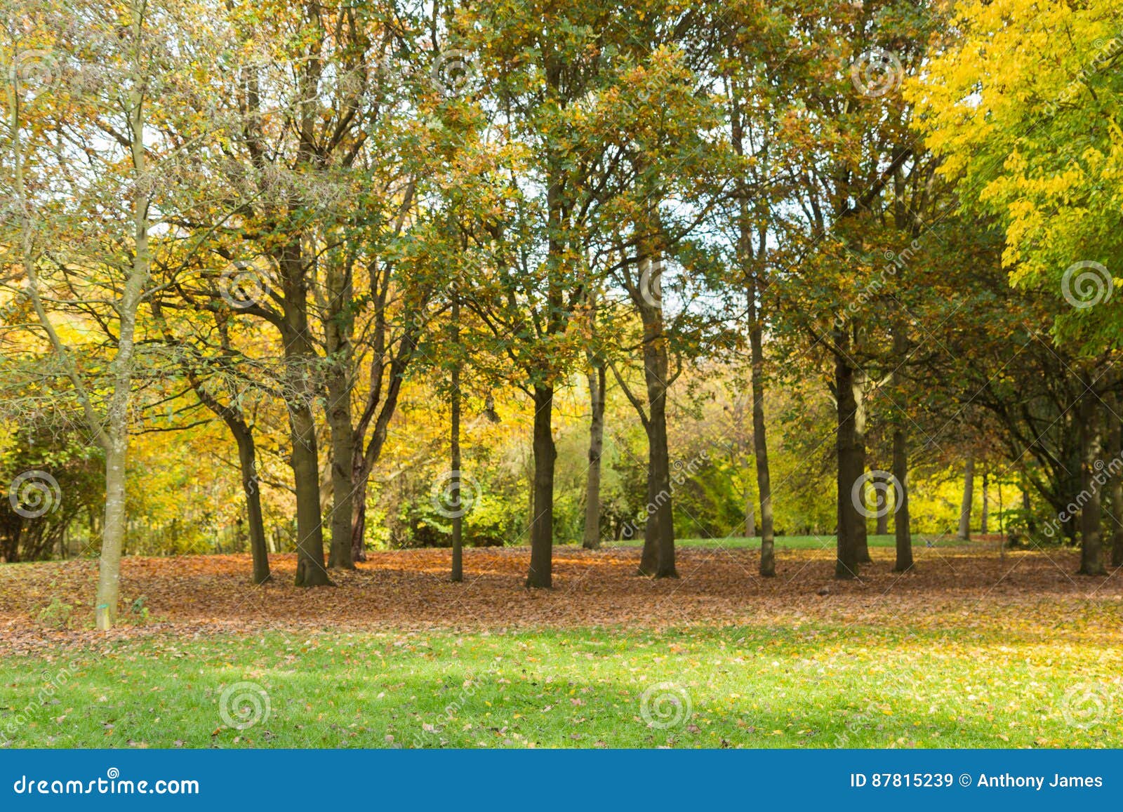Local Park Autumn Time in a Wooded Area. Stock Image - Image of leaves ...