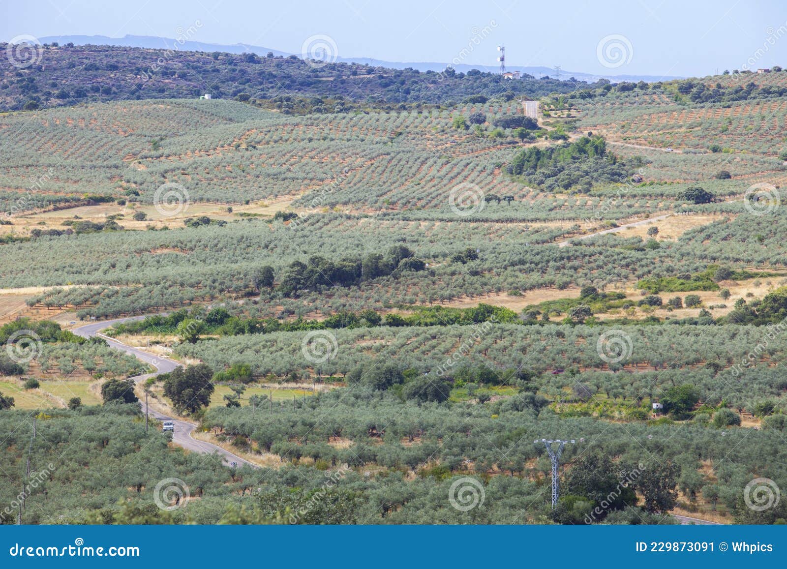 local road cc-13.6 crossing aceituna olive tree fields, extremadura, spain