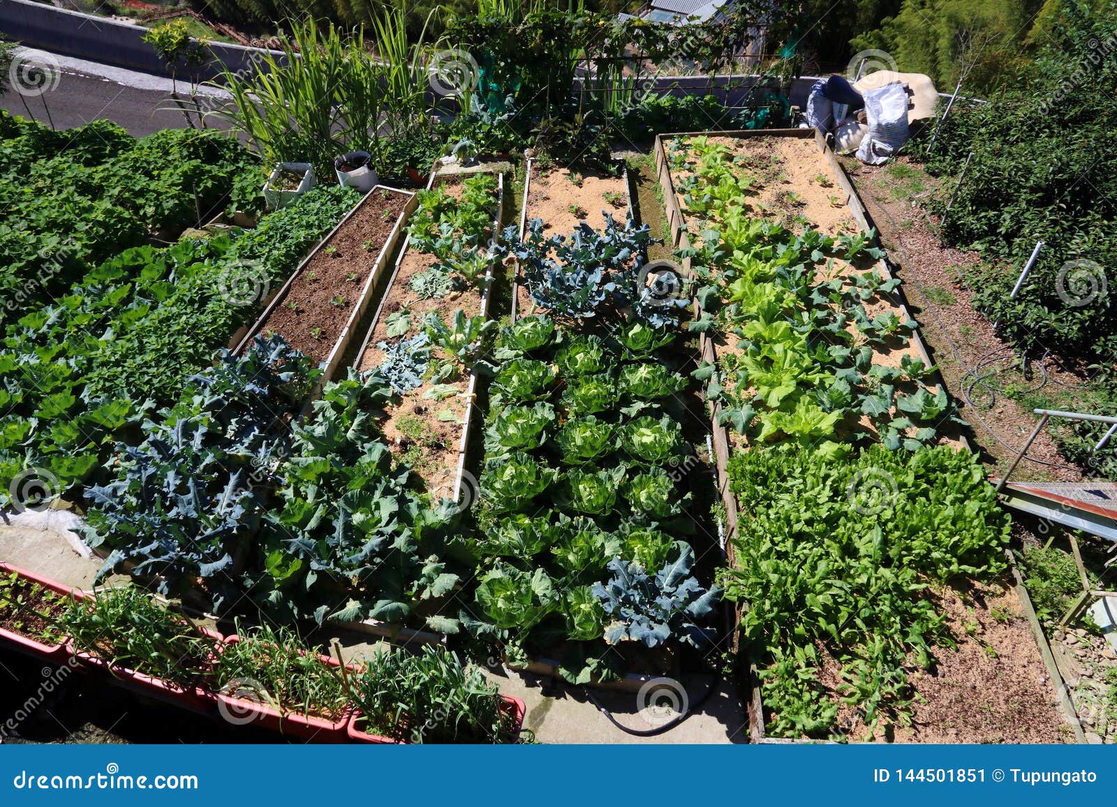 vegetable gardening download free vegetable gardening download free