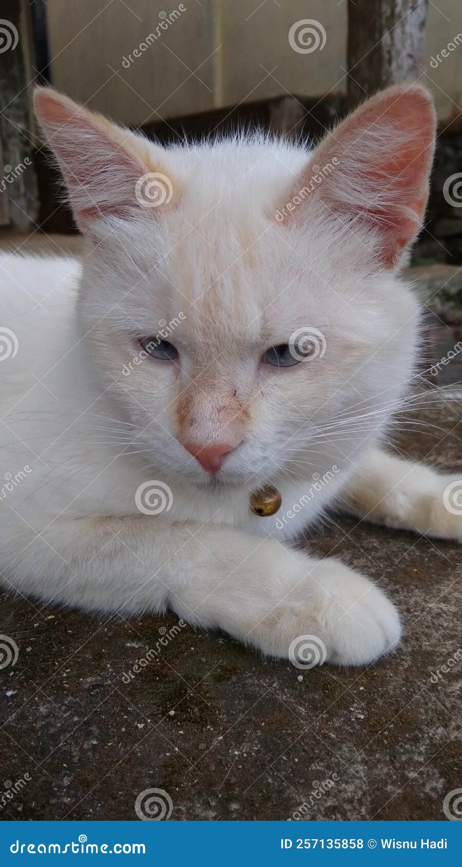 Local white cat stock photo. Image of white, funny, local 257135858