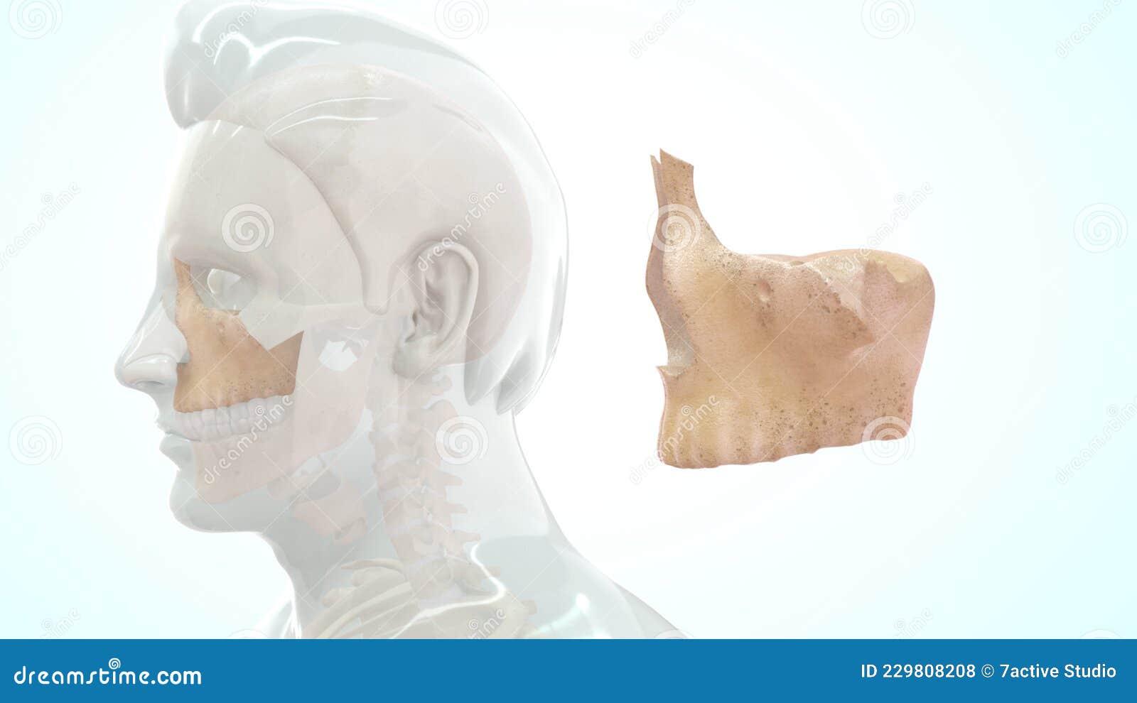 Localização Do Osso Da Maxila No Ser Humano Ilustração Stock