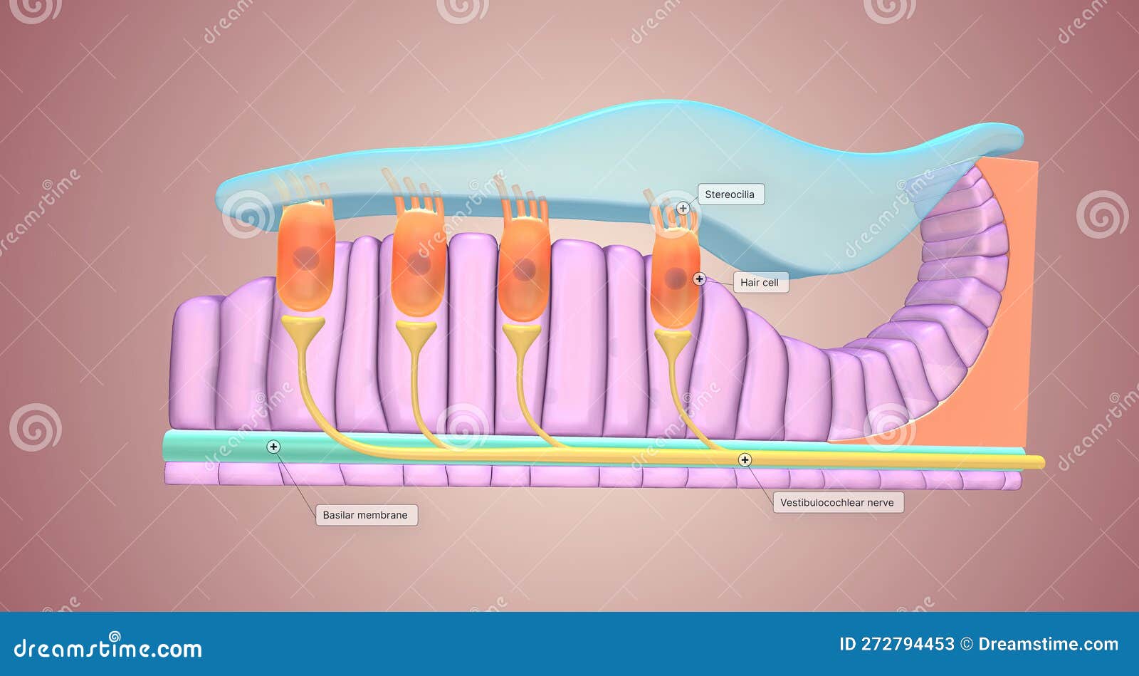 Located Along the Lower Surface of the Inner Cochlear Spiral, the ...