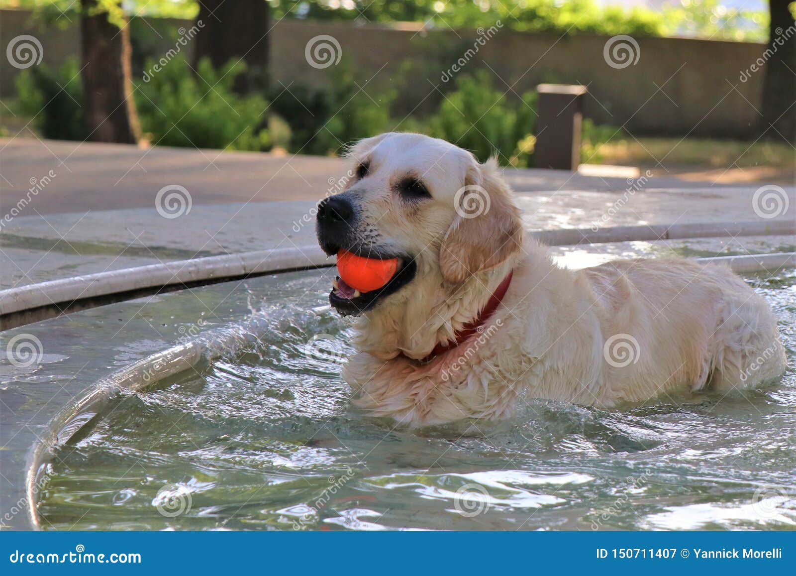 A Dog To Try To Cool Off Takes A Bath In A Fountain Inside A Park While Playing With A Ball Stock Image Image Of Leisure Socialize 150711407