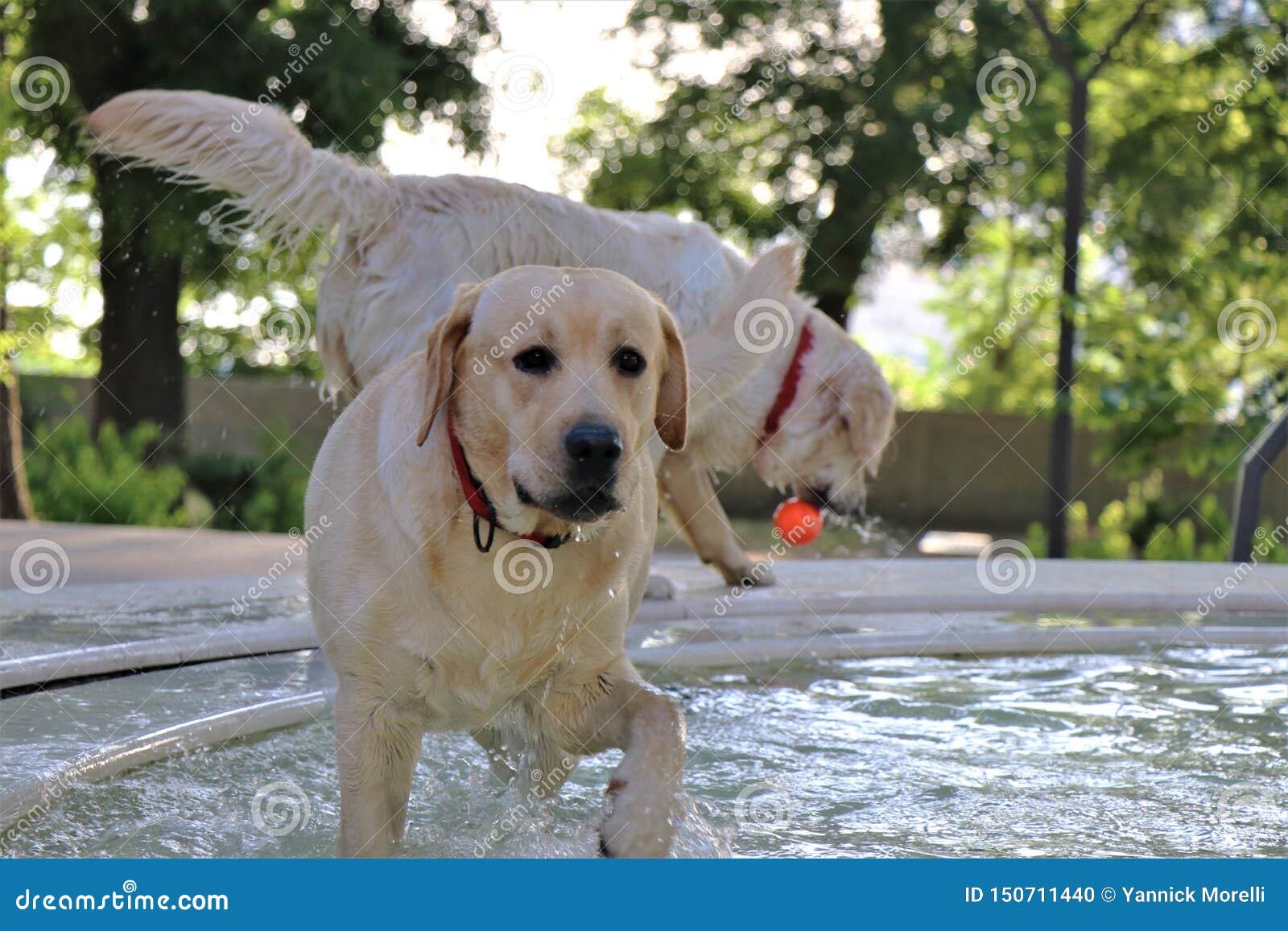 A Dog To Try To Cool Off Takes A Bath In A Fountain Inside A