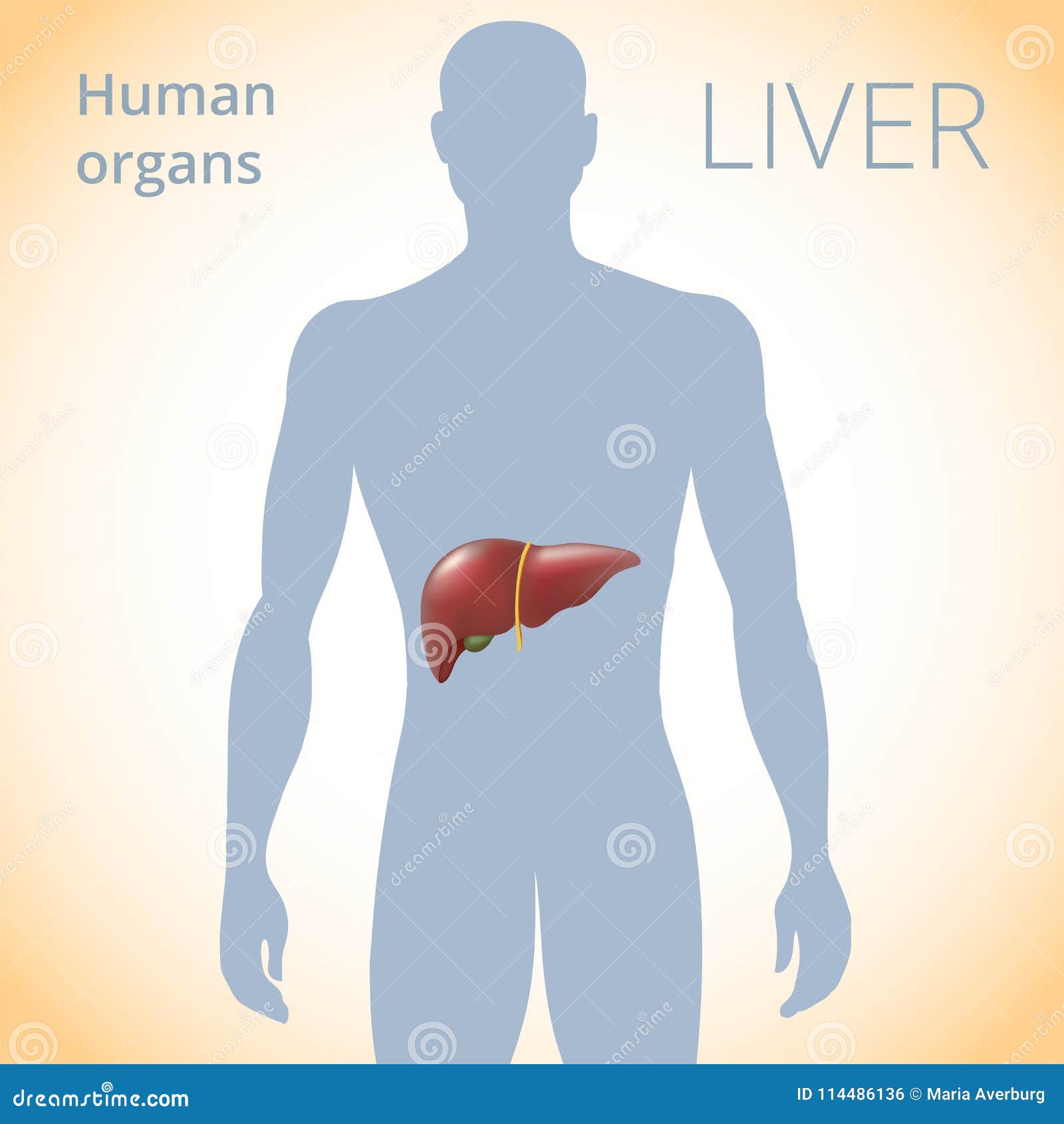 Liver Diagram Digestive System