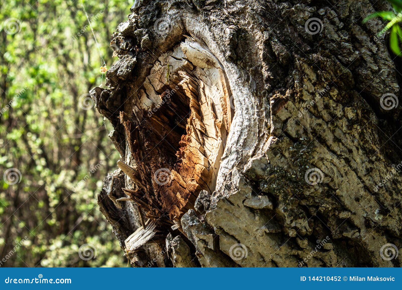 Loch in einem Baum im Wald stockfoto. Bild von umgebung 144210452