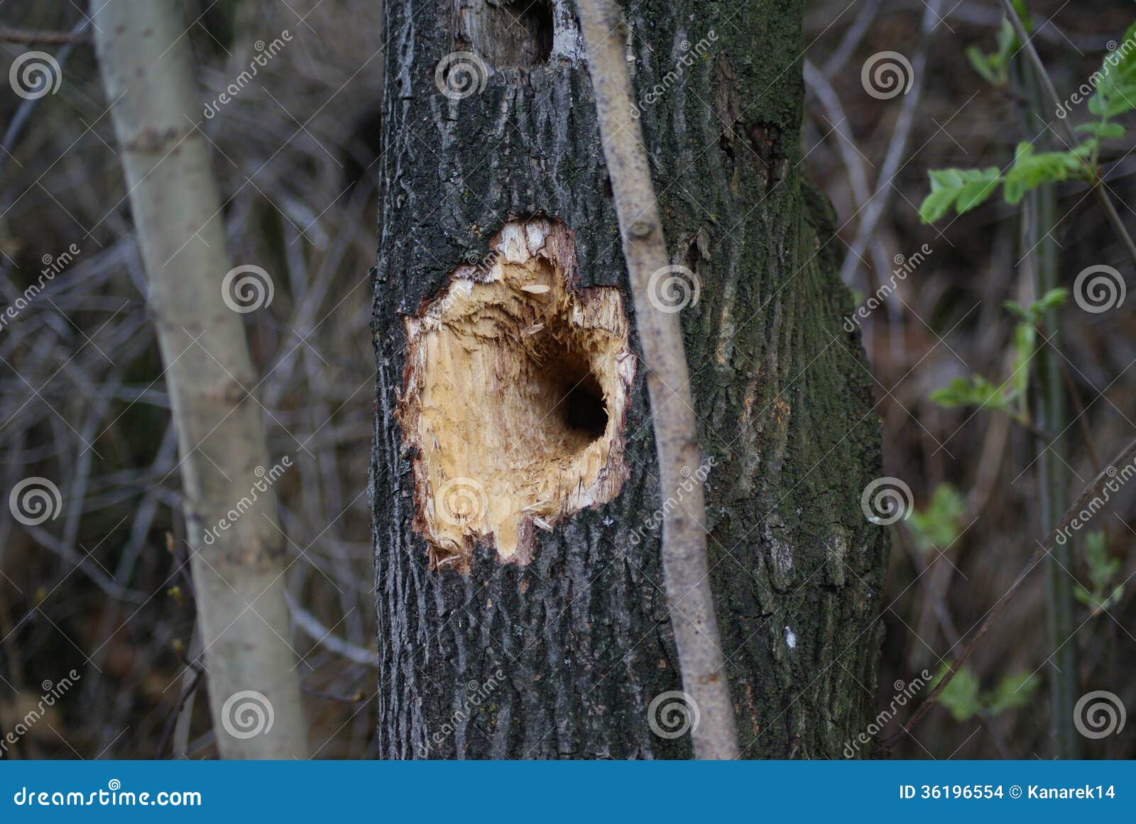 Loch im Baum stockfoto. Bild von liste, interessieren 36196554