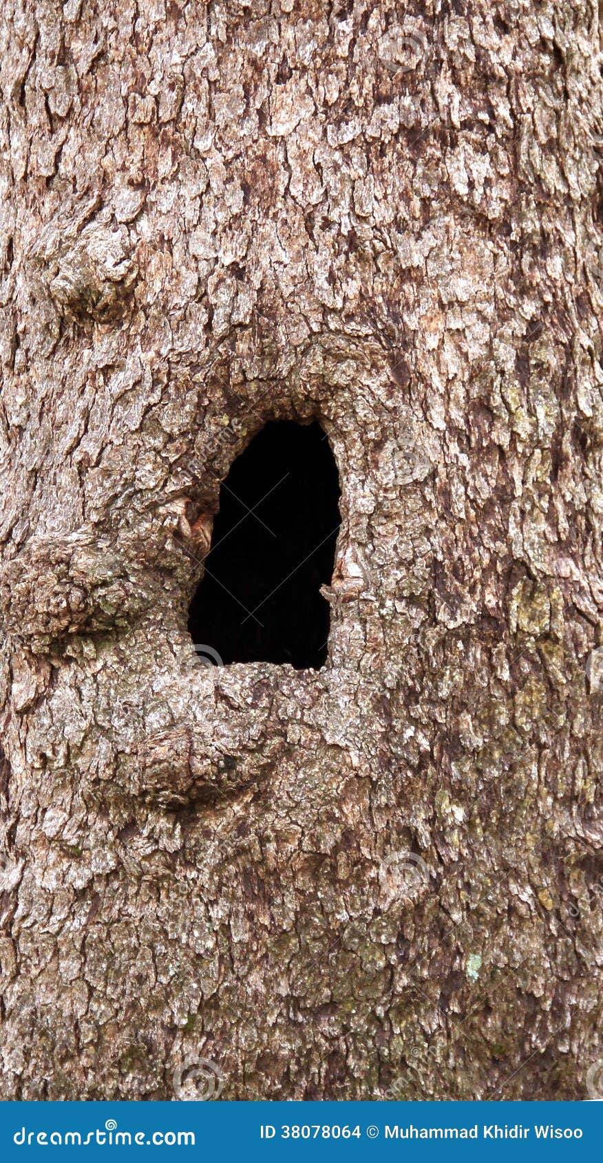 Loch im Baum stockfoto. Bild von lebensraum, vegetation 38078064