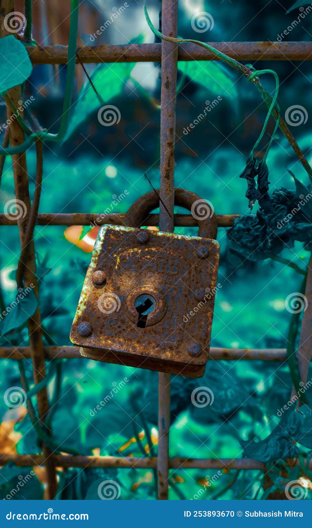 A Lock is Attached To an Old Gate. Behind the Gate is the Forest.st