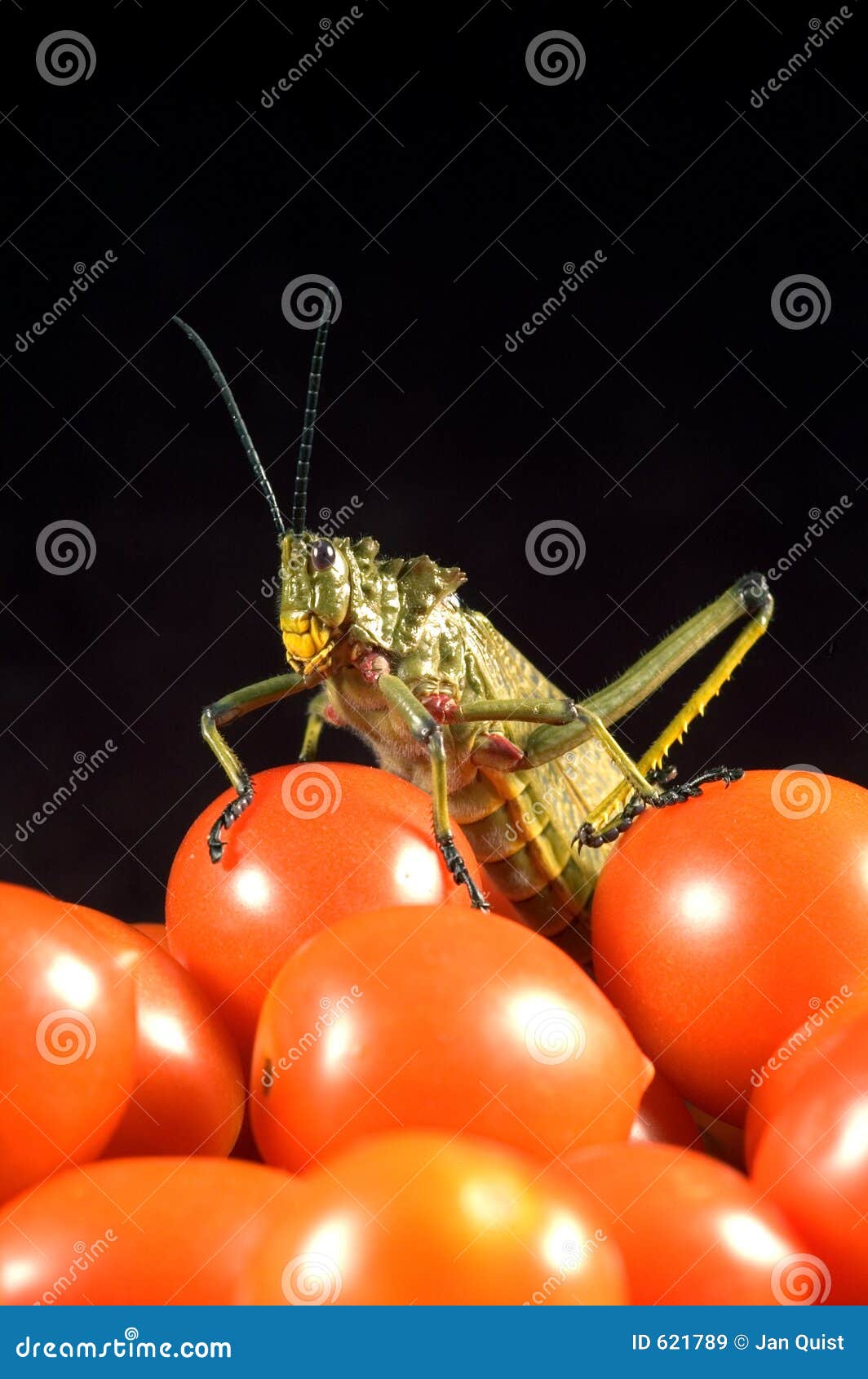 Locust stock image. Image of tomatoes, animal, cockatil 621789