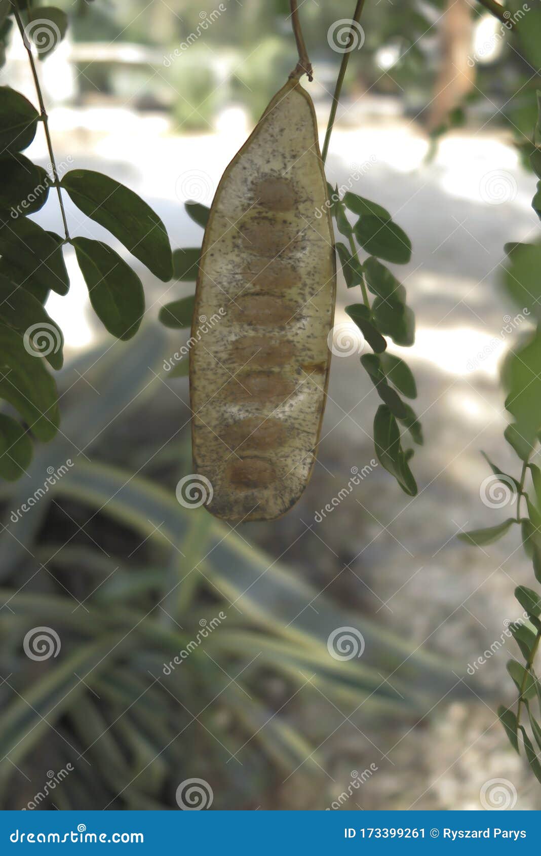 Locust Bean Unripe Carob Fruit Of Ceratonia Siliqua, A Flowering Evergreen Tree Native To