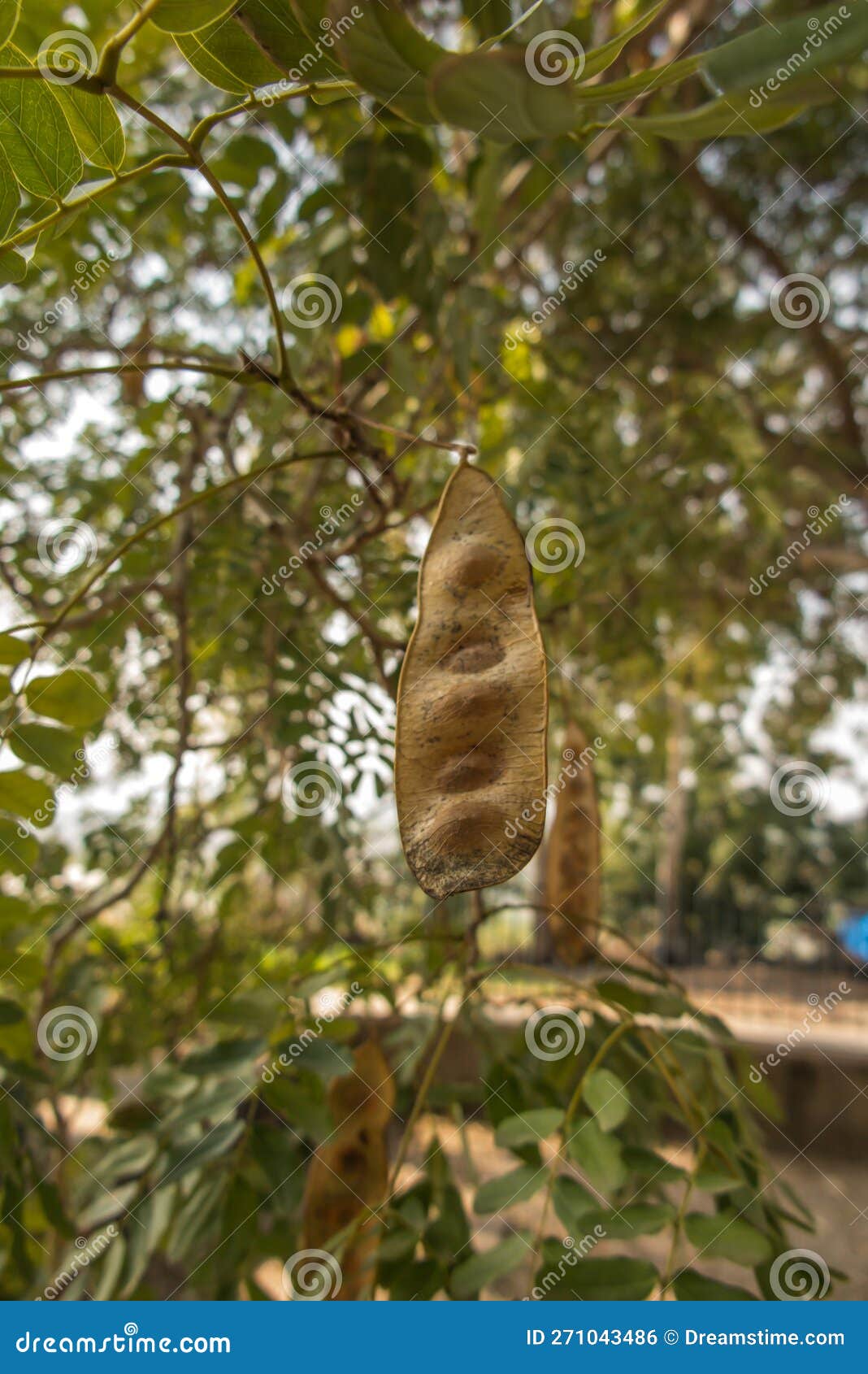 Locust Bean with Seeds Hanging on the Branch Stock Photo Image of deciduous, leaf 271043486