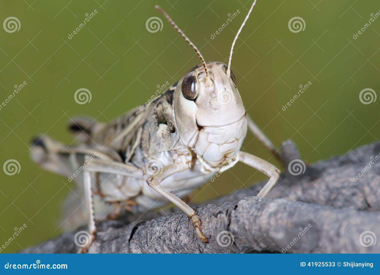 Locust stock image. Image of animal, head, life, macro 41925533