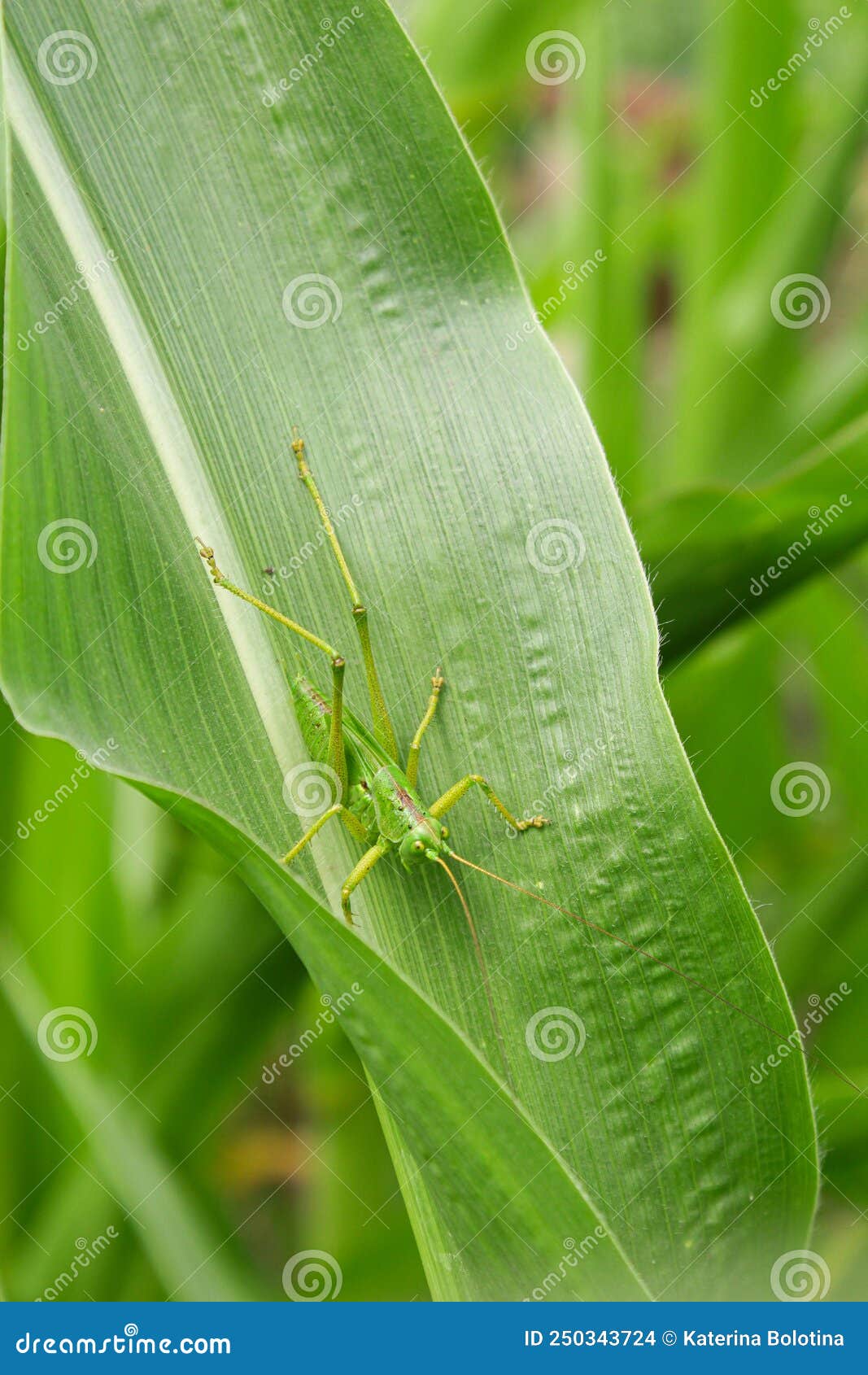 Locust on a Leaf of Corn. Garden Pest Stock Photo Image of branch
