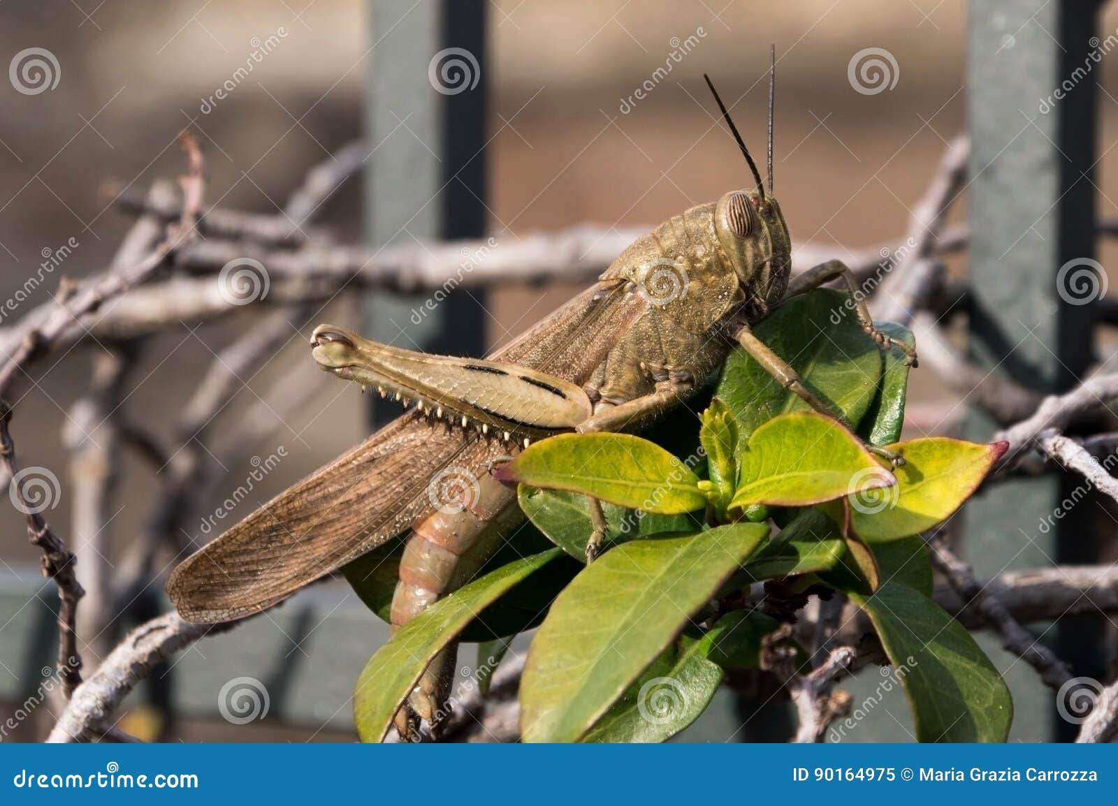 Locust locusta migratoria stock image. Image of macro - 90164975