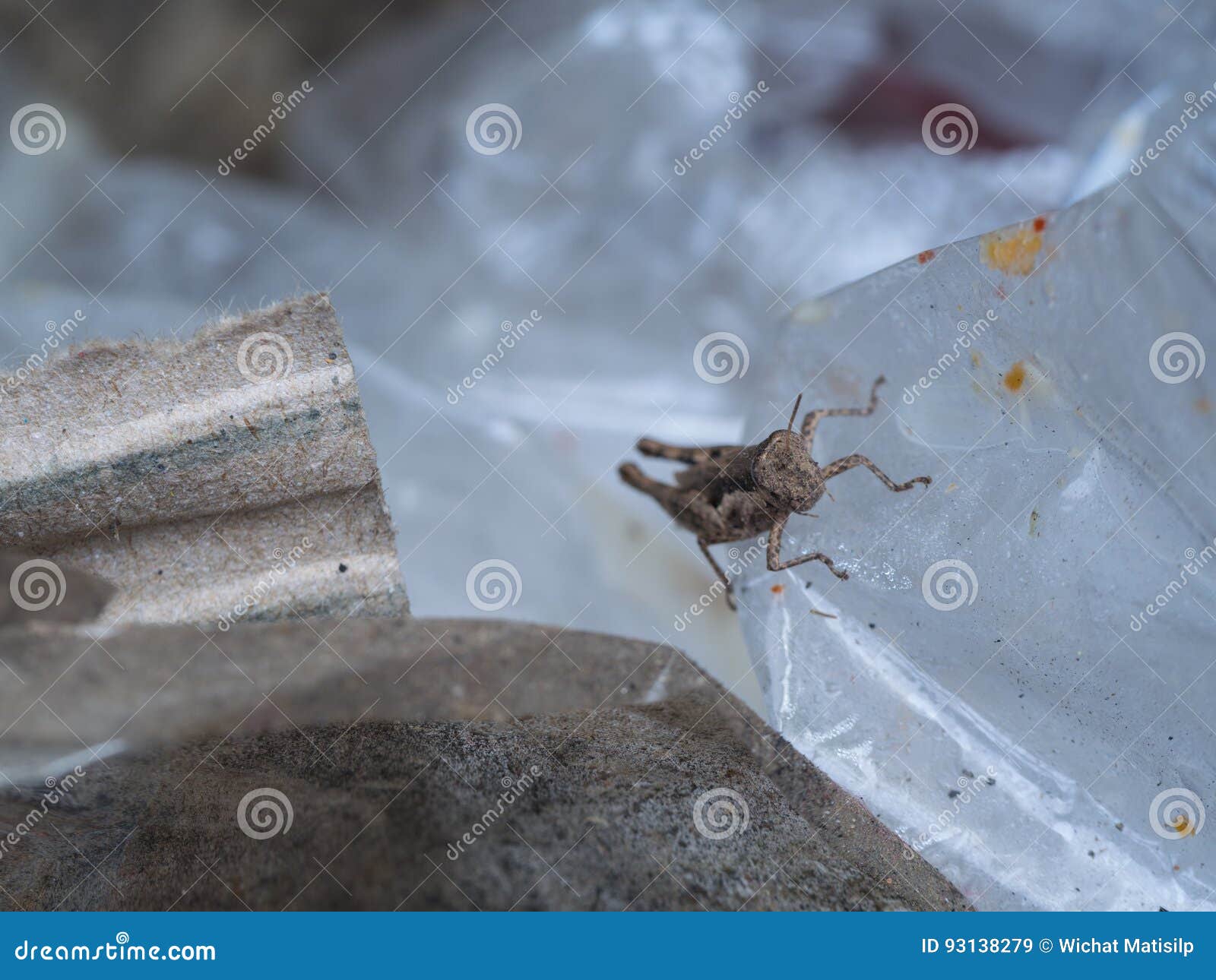 Locust Lost in the Trash stock image. Image of garden 93138279