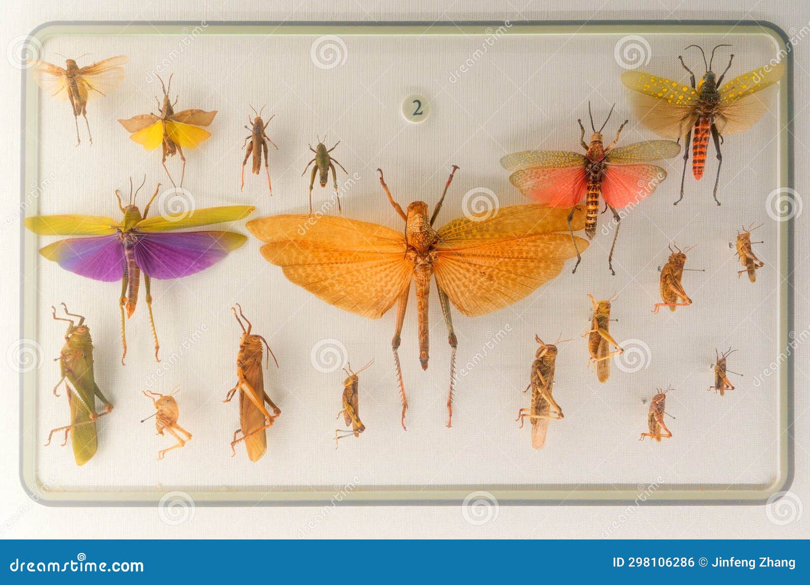locust specimens