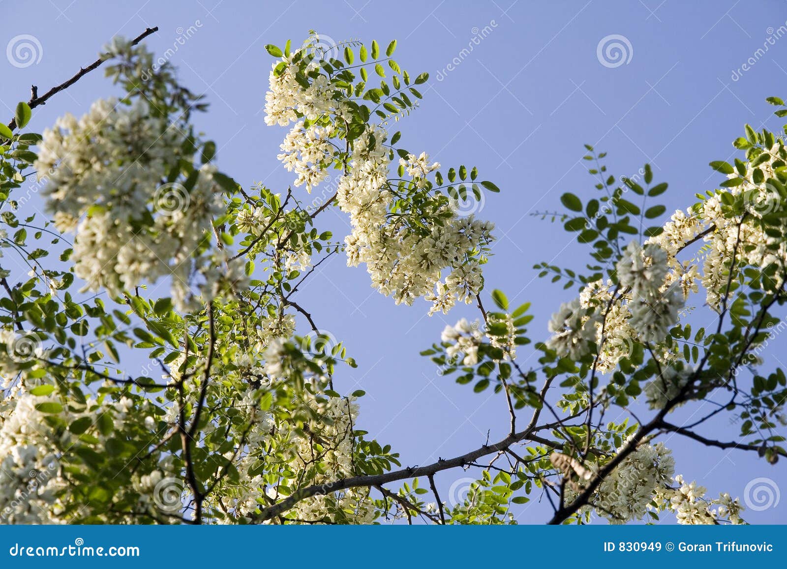 Locust tree stock image. Image of locust, blue, nature 830949