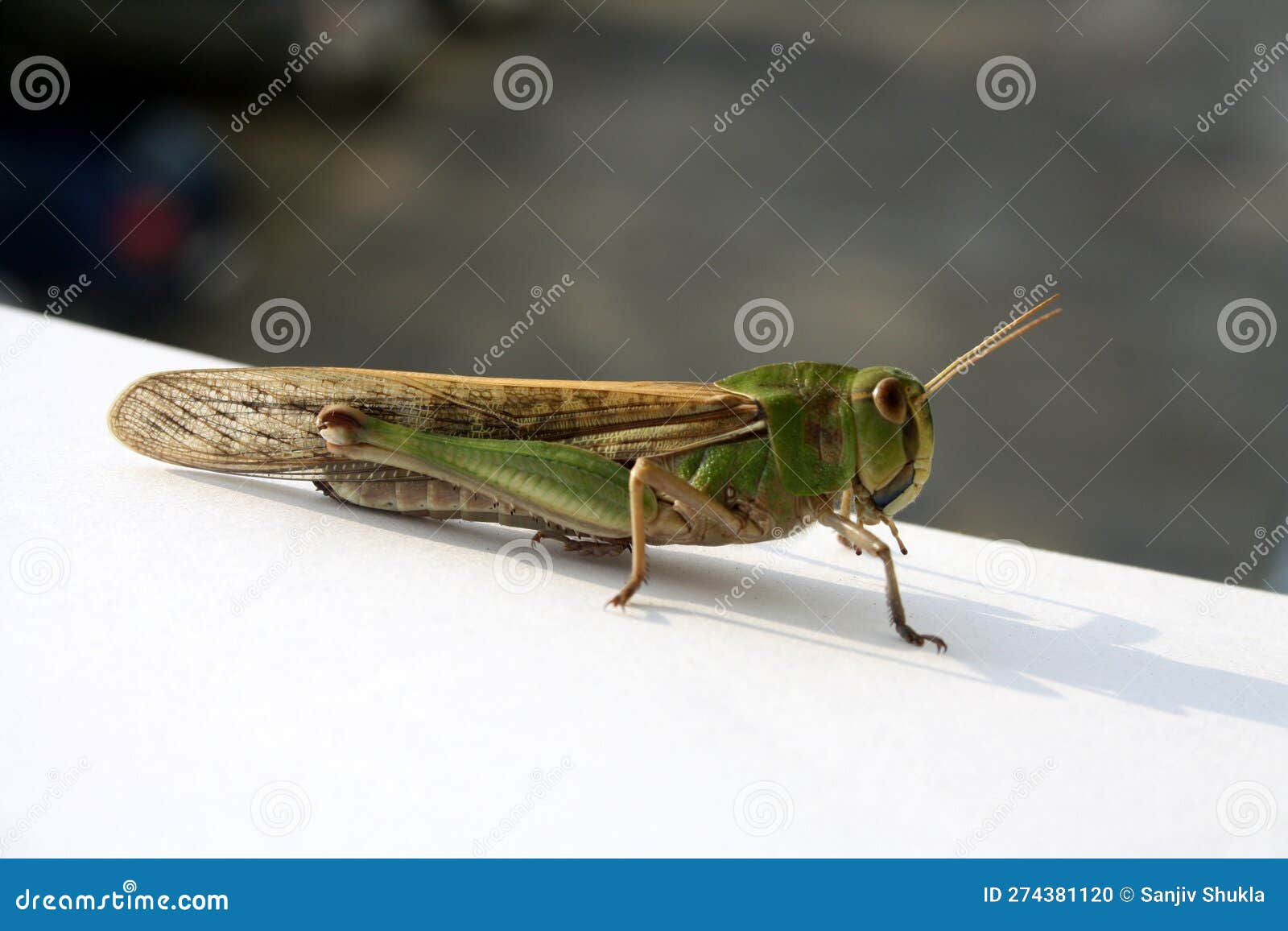 Locusta Migratória Oriental Locusta Migratoria Manilensis