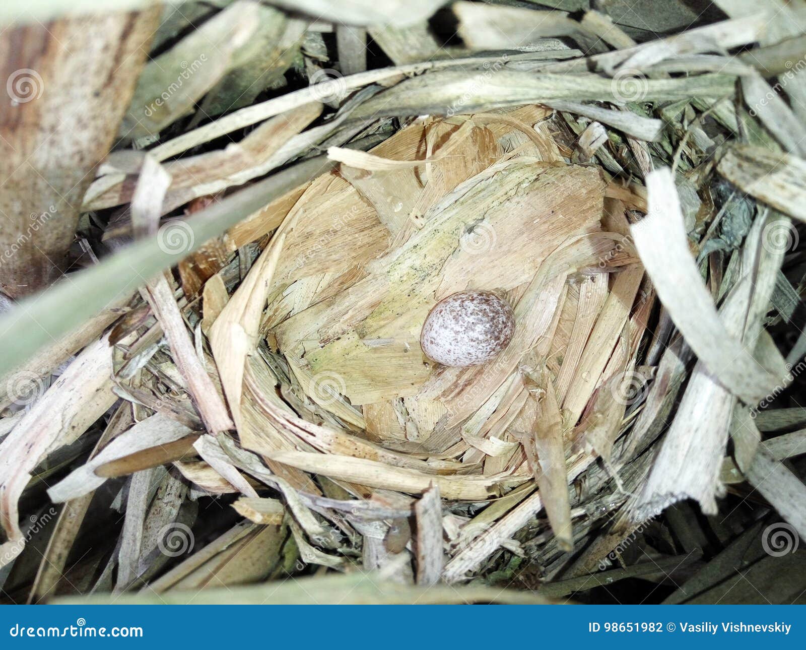 locustella luscinioides. the nest of the savi`s warbler in natur