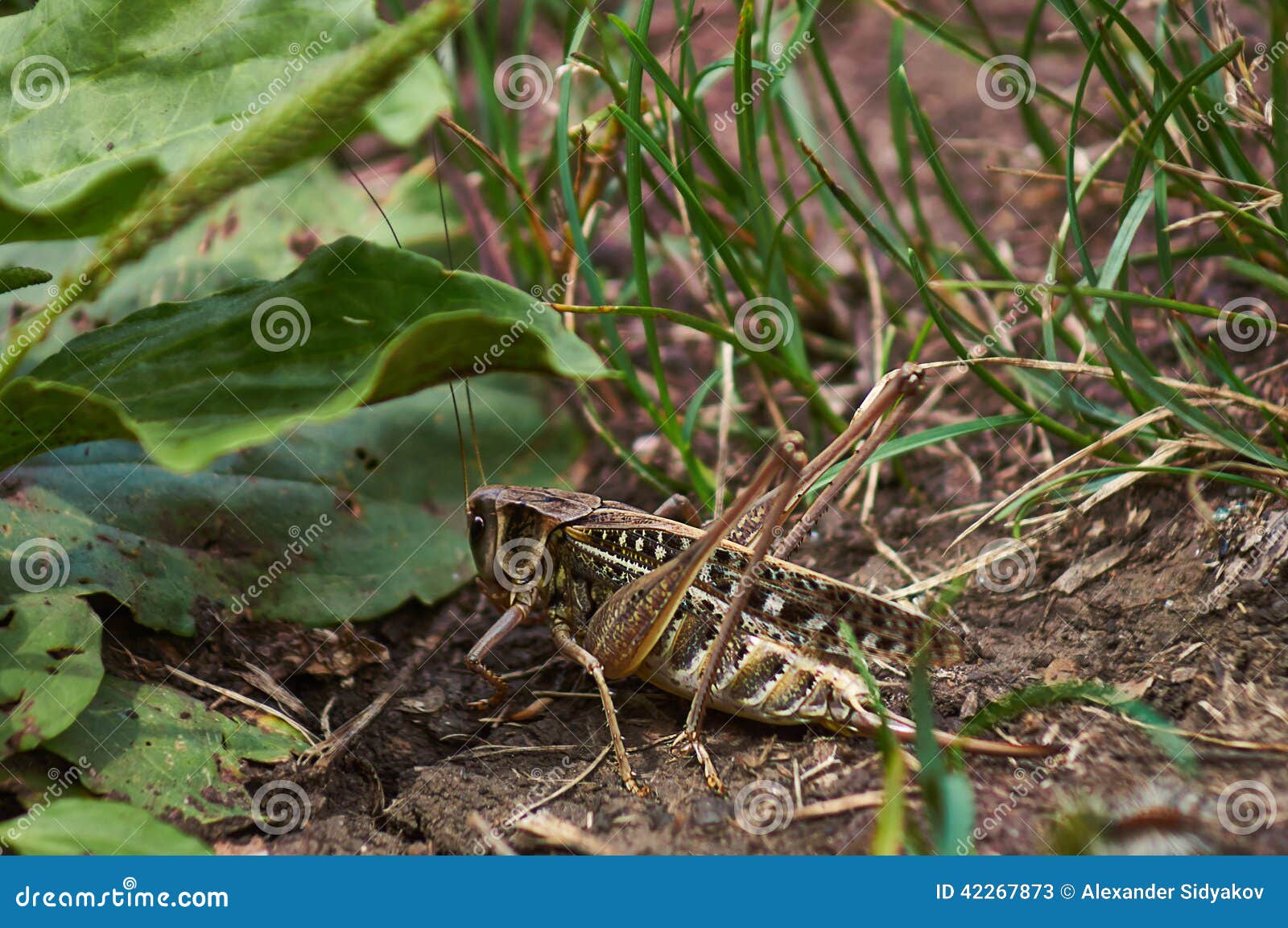 Locusts. stock image. Image of green, cricket, invertebrate 42267873