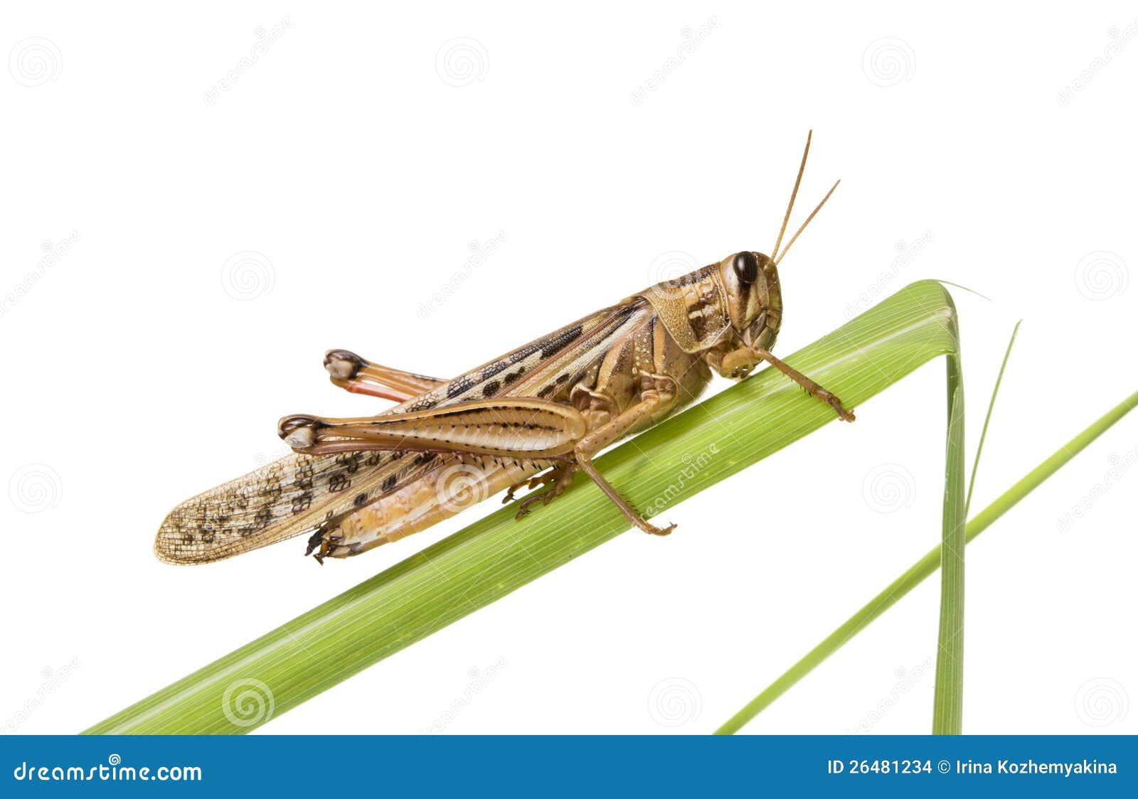 Locusts on a green plant stock photo. Image of animal 26481234