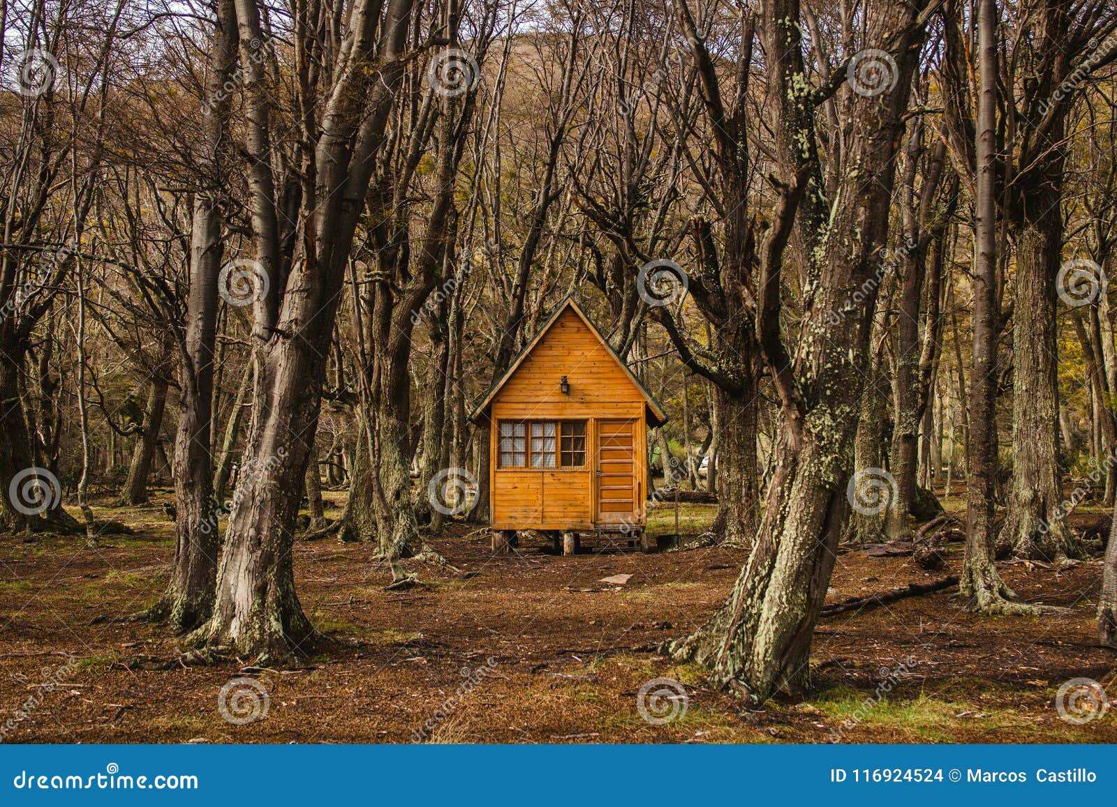 log cabin in forest tierra del fuego patagonia argentina