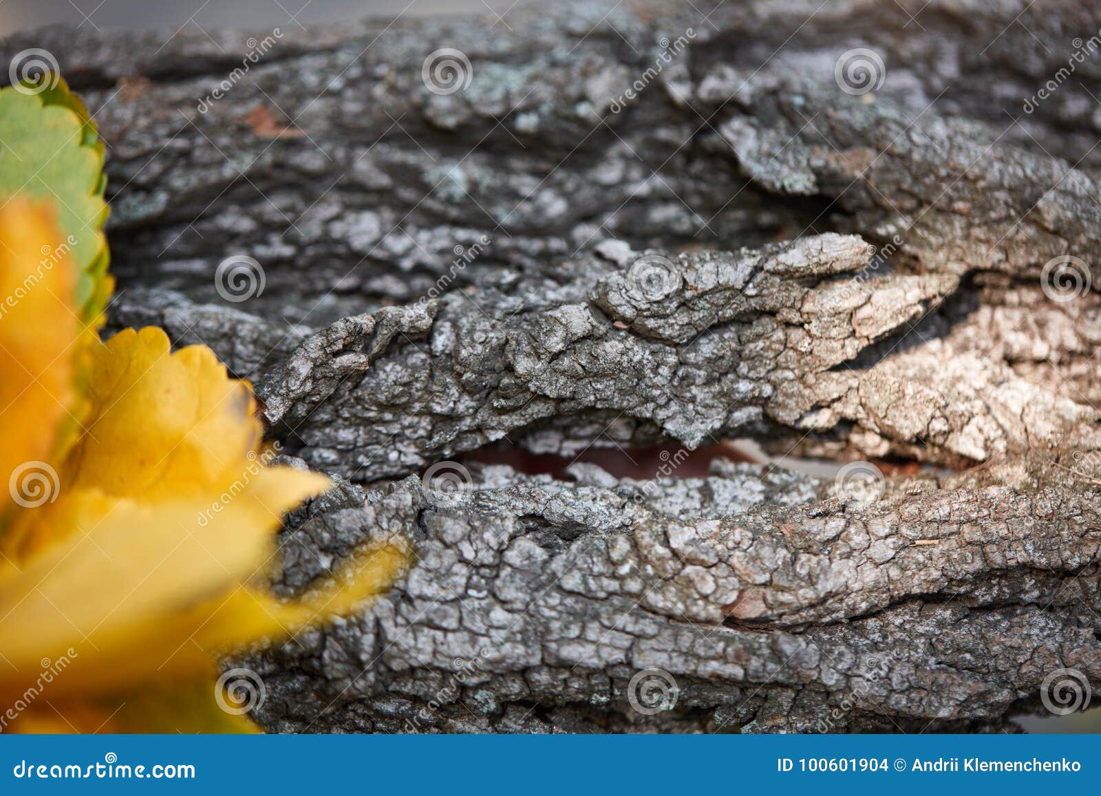 green and yellow forest leaves on a bluerred background.