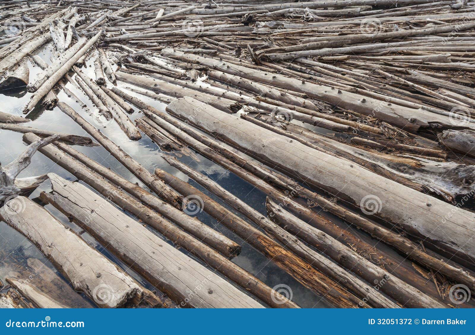 log jam of tree trunks floting on a river