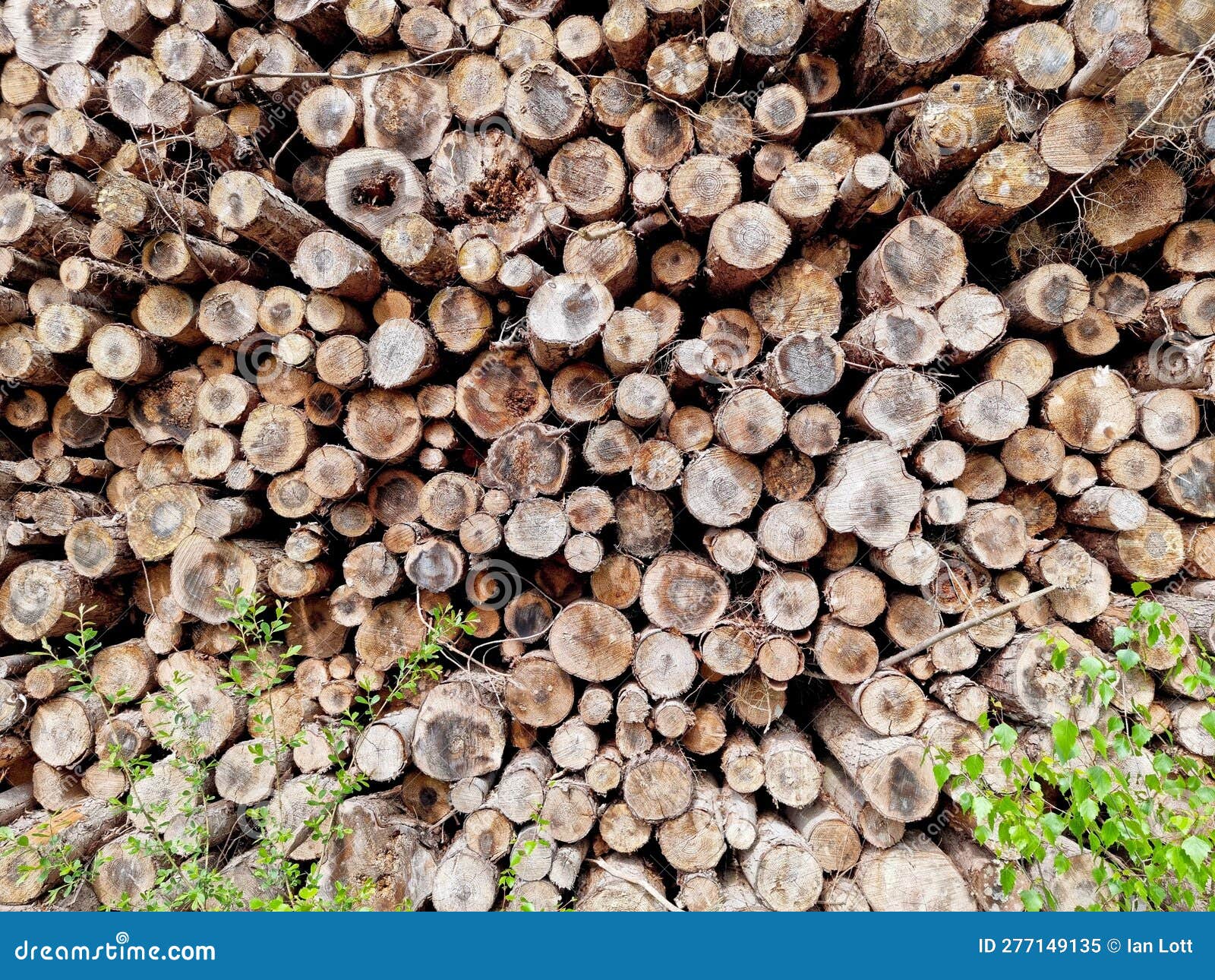 log pile tree felling chopped up trees