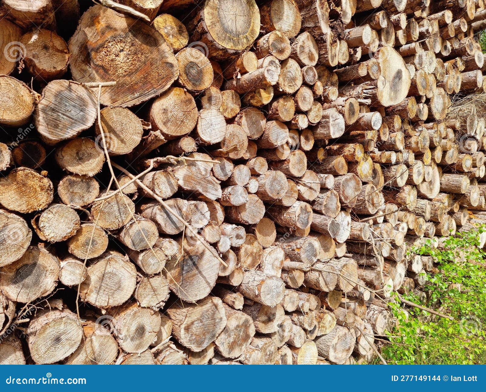 log pile tree felling chopped up trees