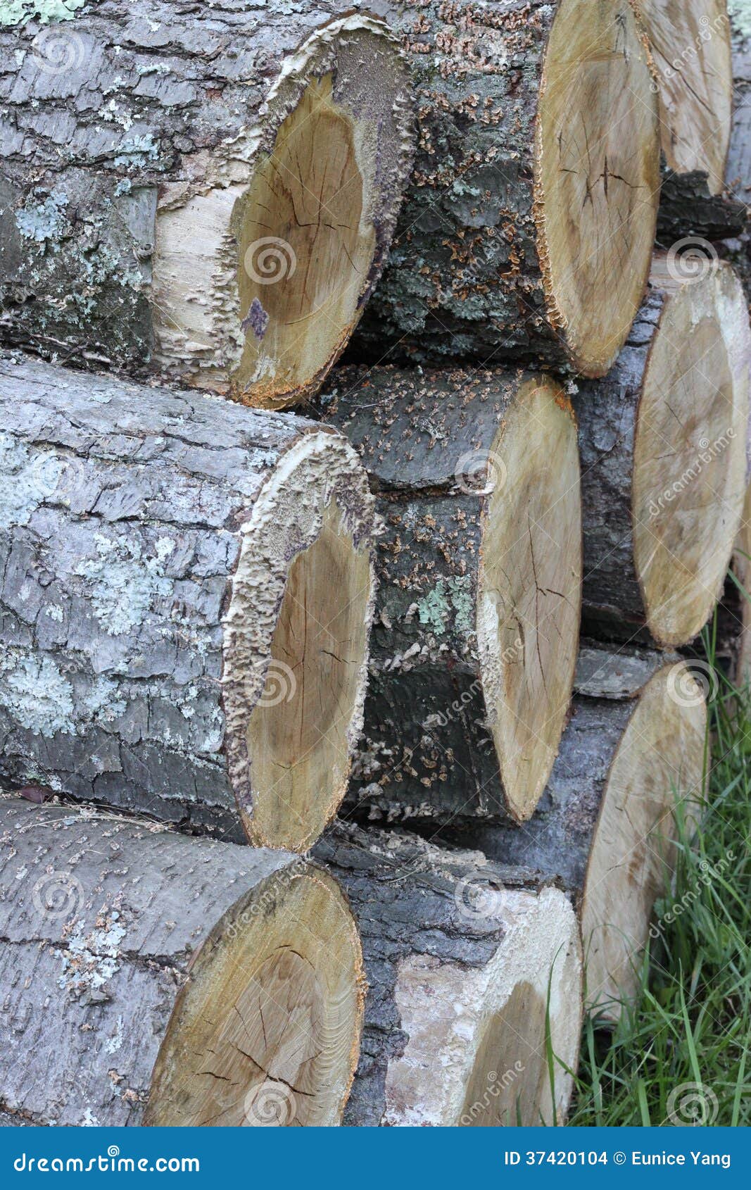 Log piled. Cut wood stacked in a backyard of a farm.