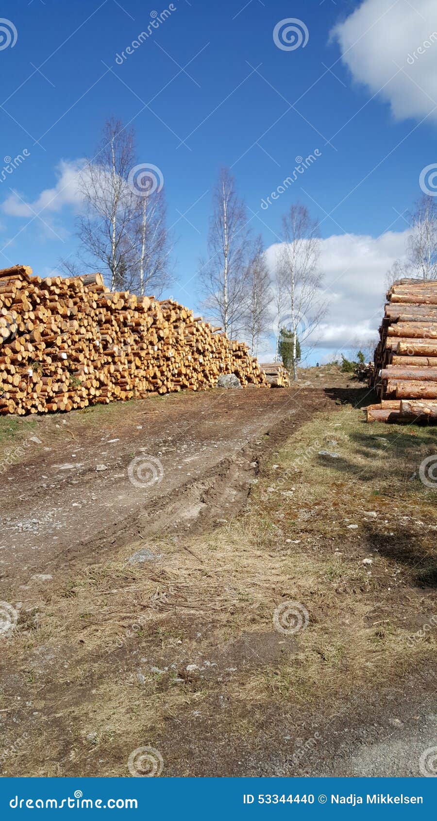 Log wood stock photo. Image of wood, spring, trees, citron 53344440