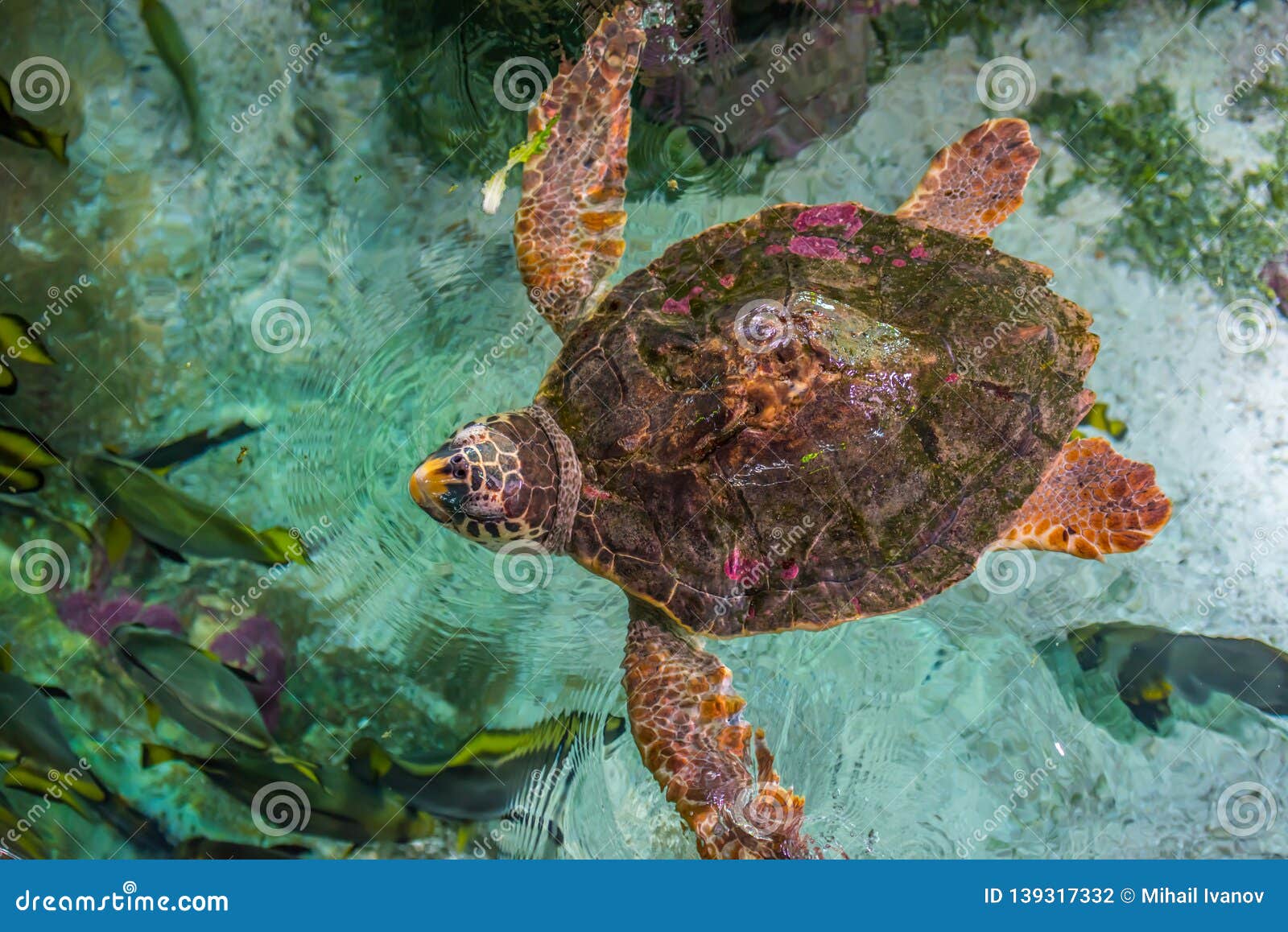 The Loggerhead Sea Turtle, Caretta Caretta Stock Photo - Image of 
