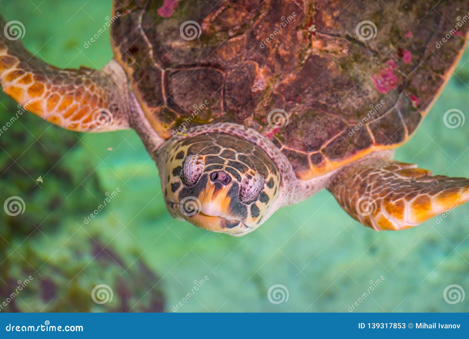 The Loggerhead Sea Turtle, Caretta Caretta Stock Image - Image of 