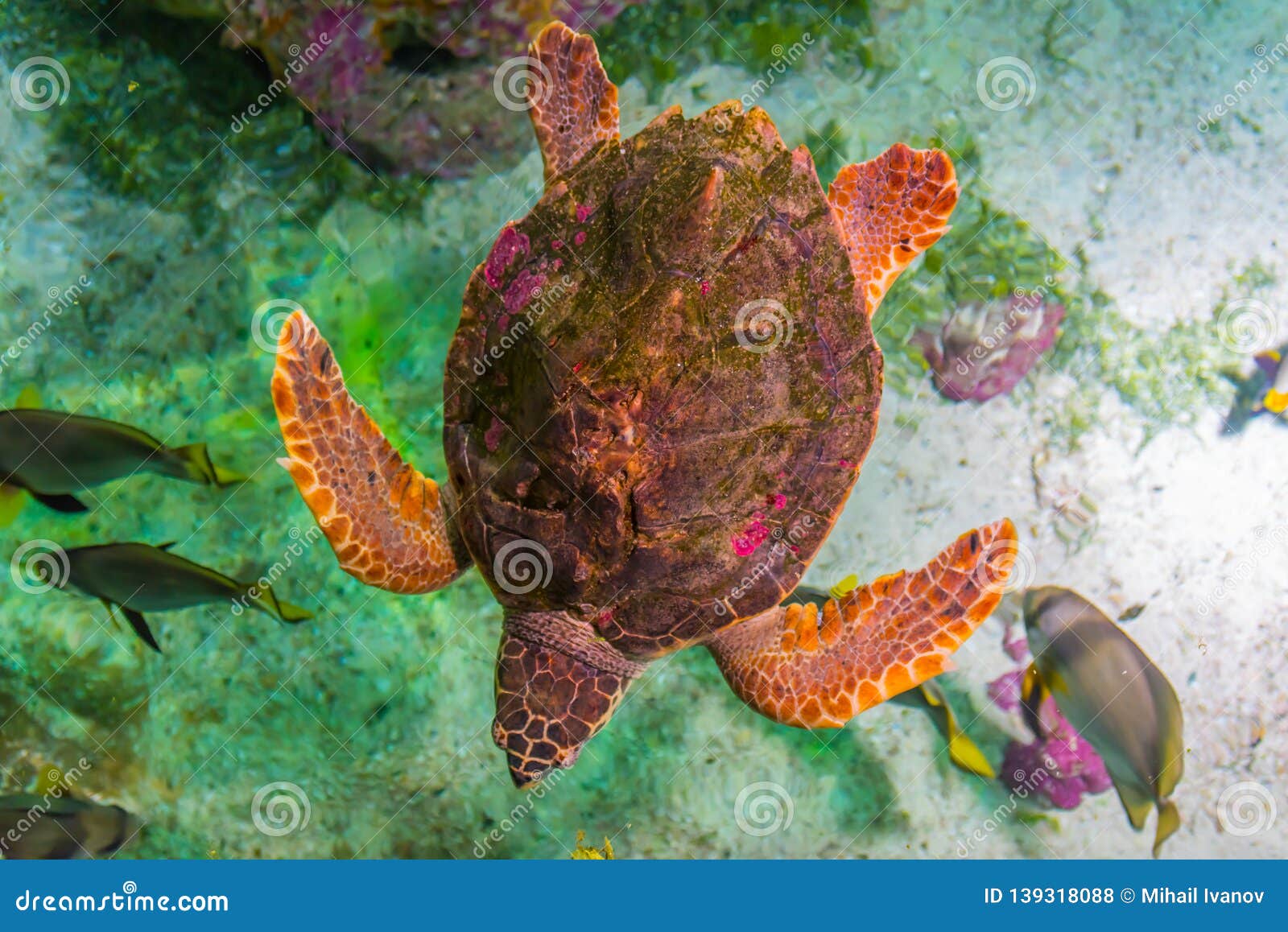 The Loggerhead Sea Turtle, Caretta Caretta Stock Photo - Image of 