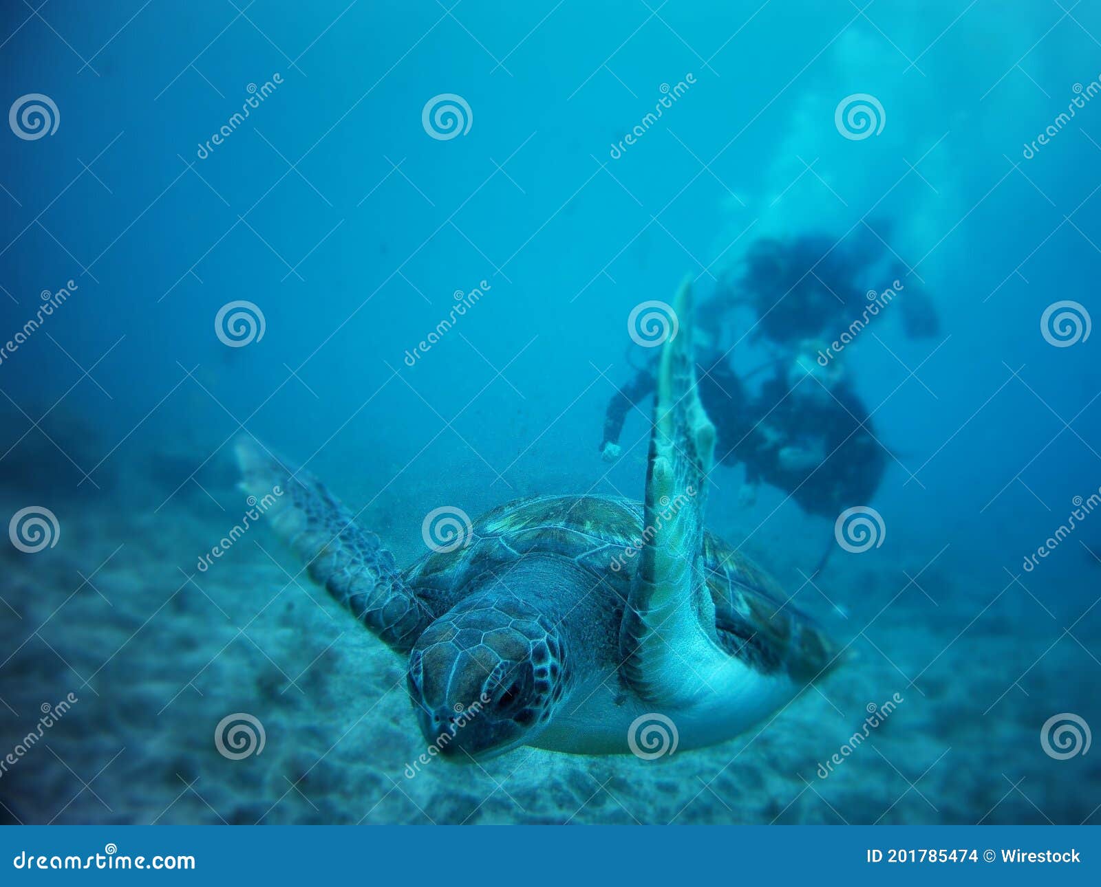 loggerhead sea turtle in tenerife