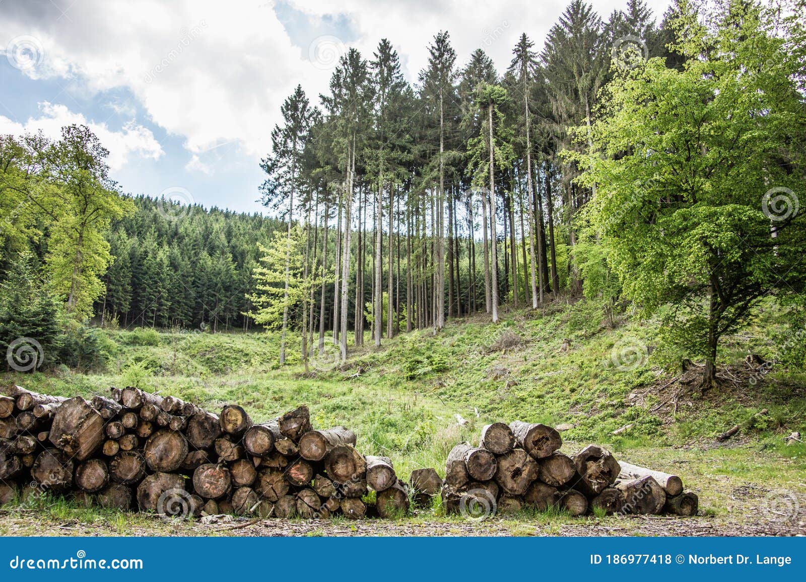 Logging with Stacks of Wood at a Clearing Stock Photo Image of blue, edge 186977418