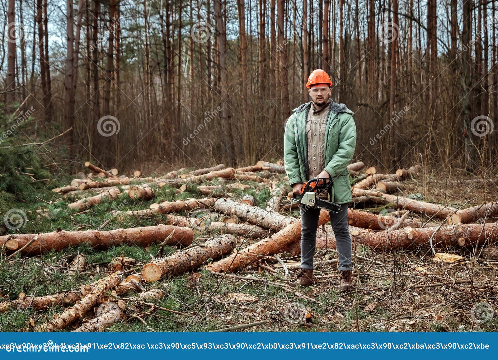 Logging, Worker in a Protective Suit with a Chainsaw. Cutting Down