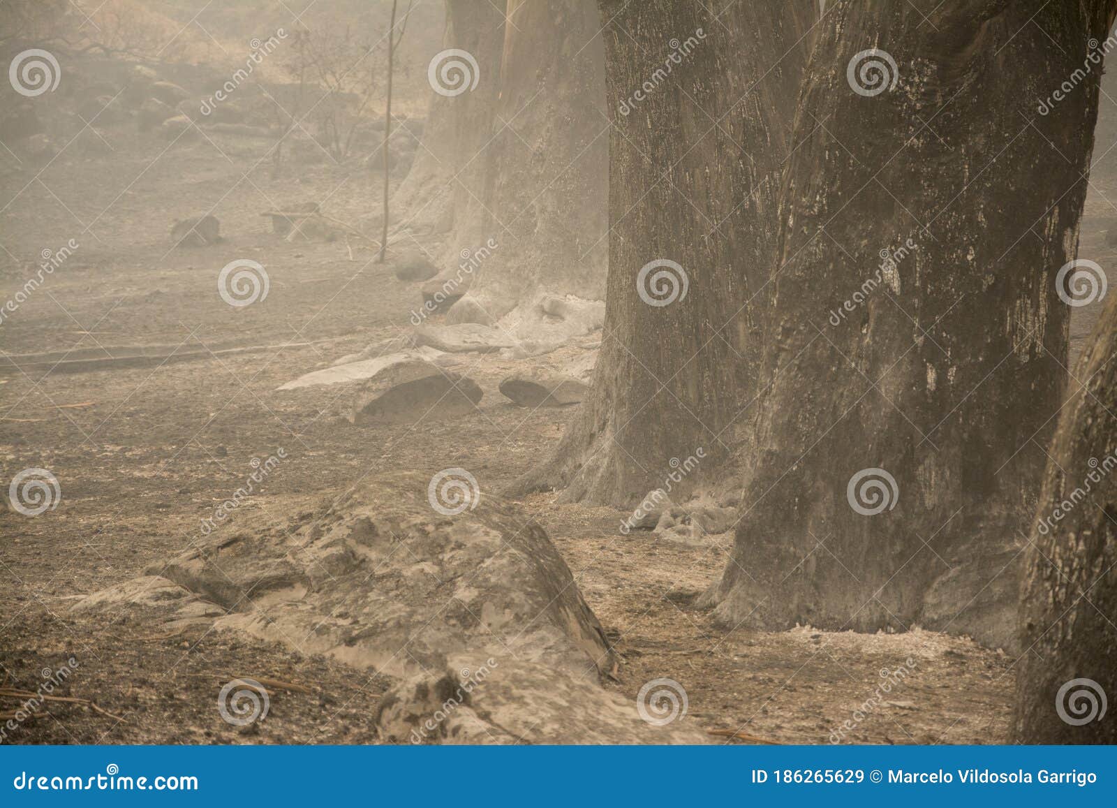 logs burned by forest fire