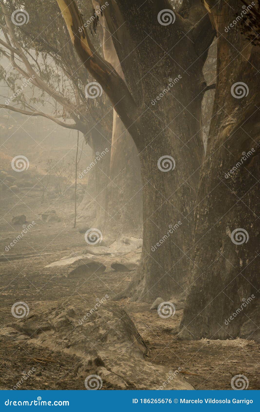 logs burned by forest fire