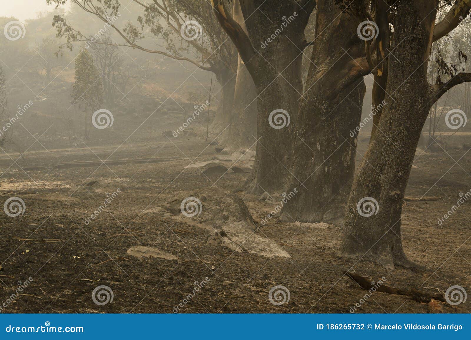 logs burned by forest fire