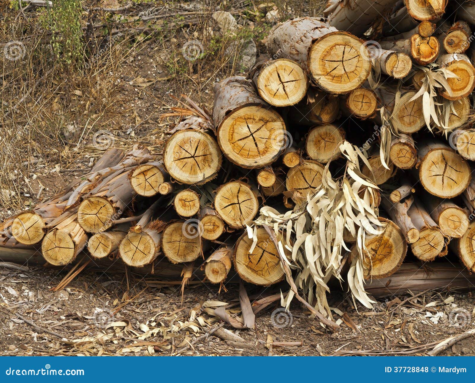 Logs of Eucalyptus Trees, Eucalyptus Lumbering Stock Photo Image of
