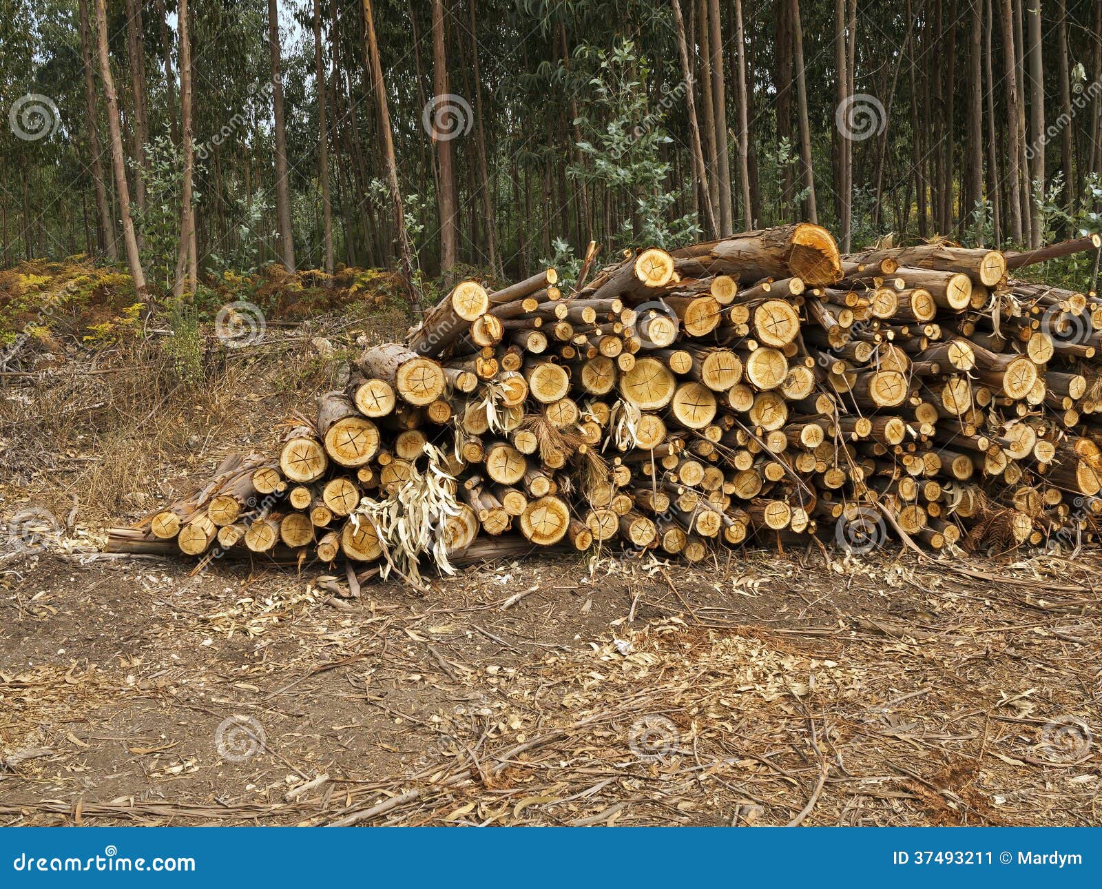 Logs of Eucalyptus Trees Eucalyptus Lumbering Stock Image Image of