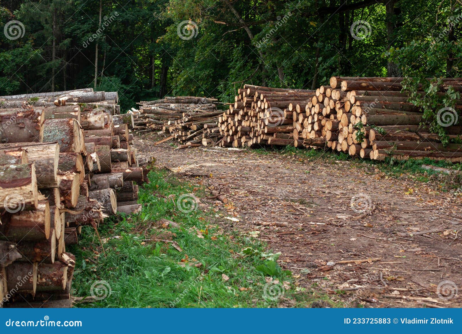 Logs in a Heap. Harvesting Pine Logs in the Forest Stock Image Image