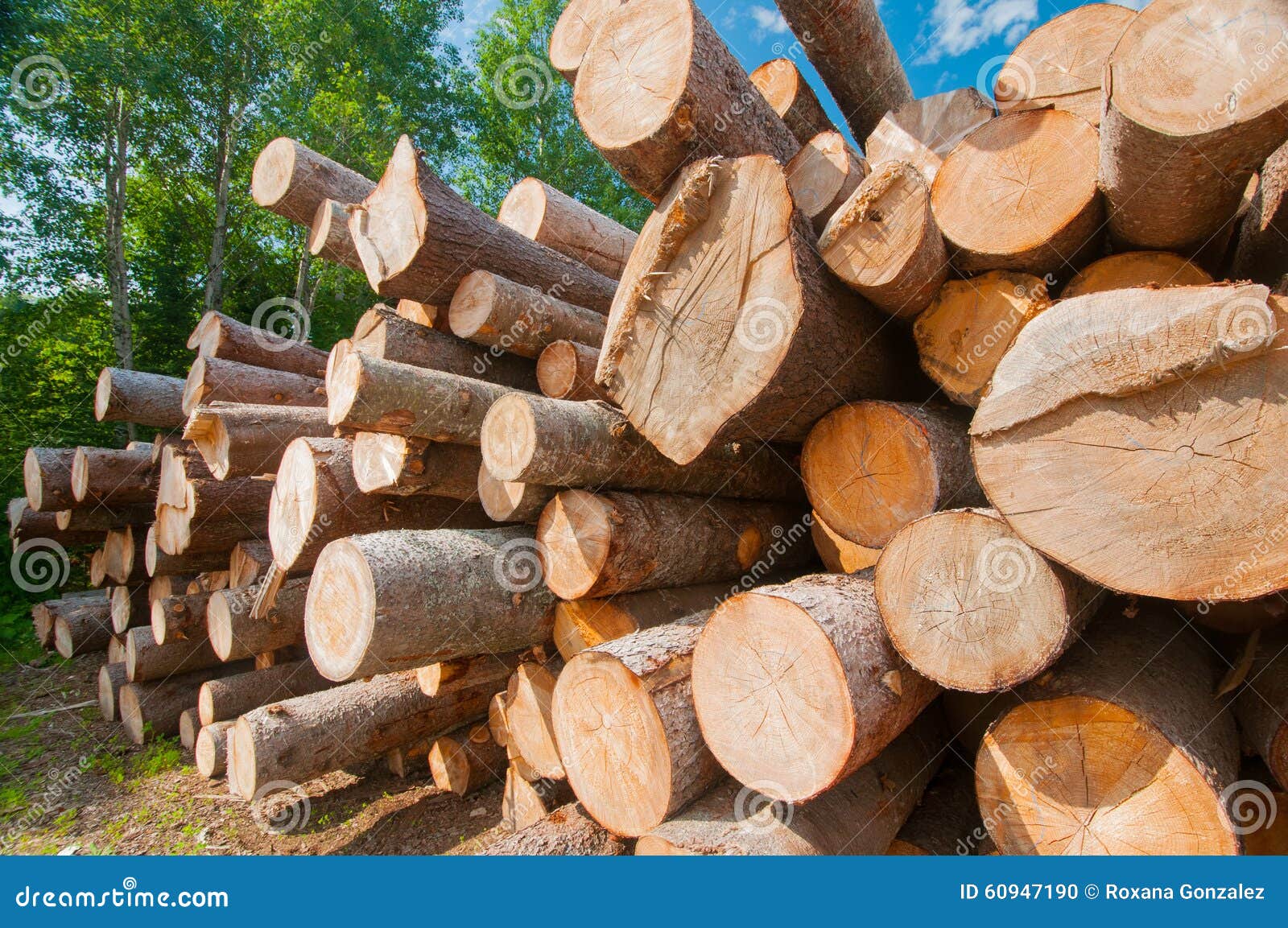 logs at lumber mill