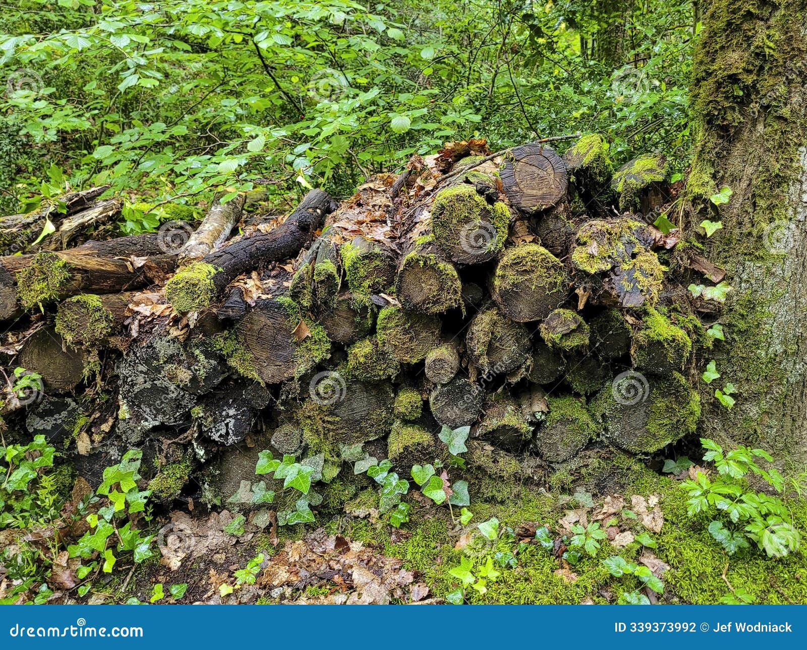 logs on the path of the rouquette in occitanie in france