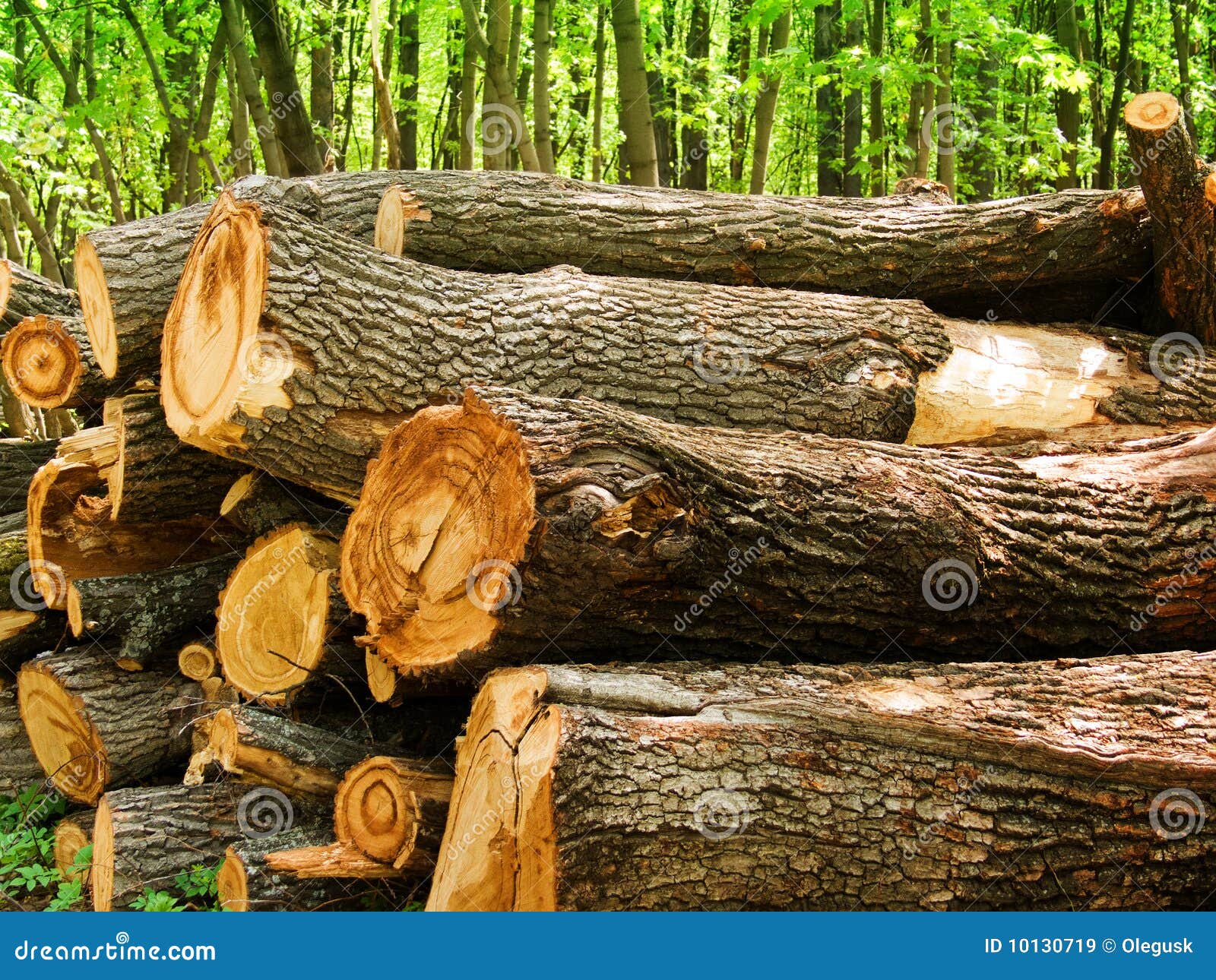 Logs Of A Tree An Oak In Wood Royalty Free Stock Images - Image 