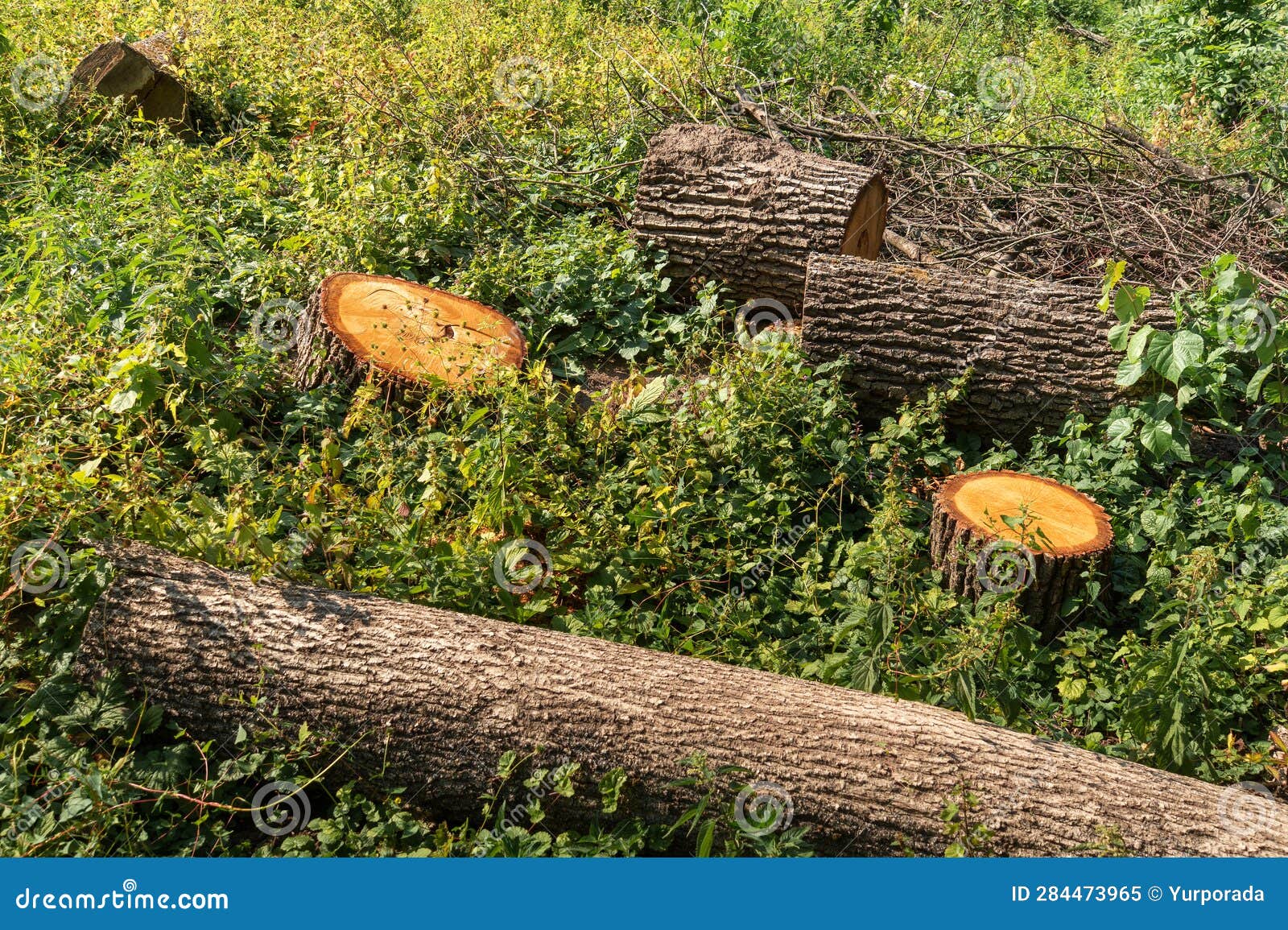 logs and tree stumps lie in a clearing in the forest. illegal disboscation or deforestation