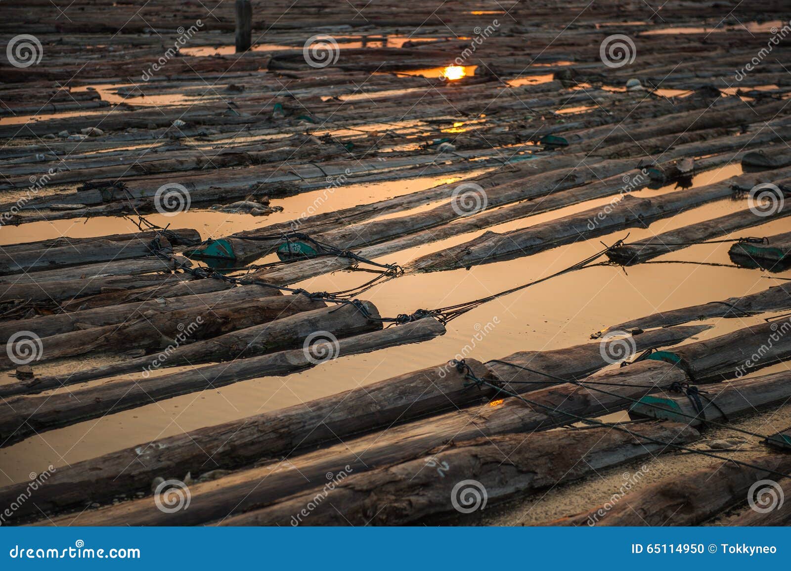 Logs On Water Stock Photo Image Of Lumber Floating 65114950
